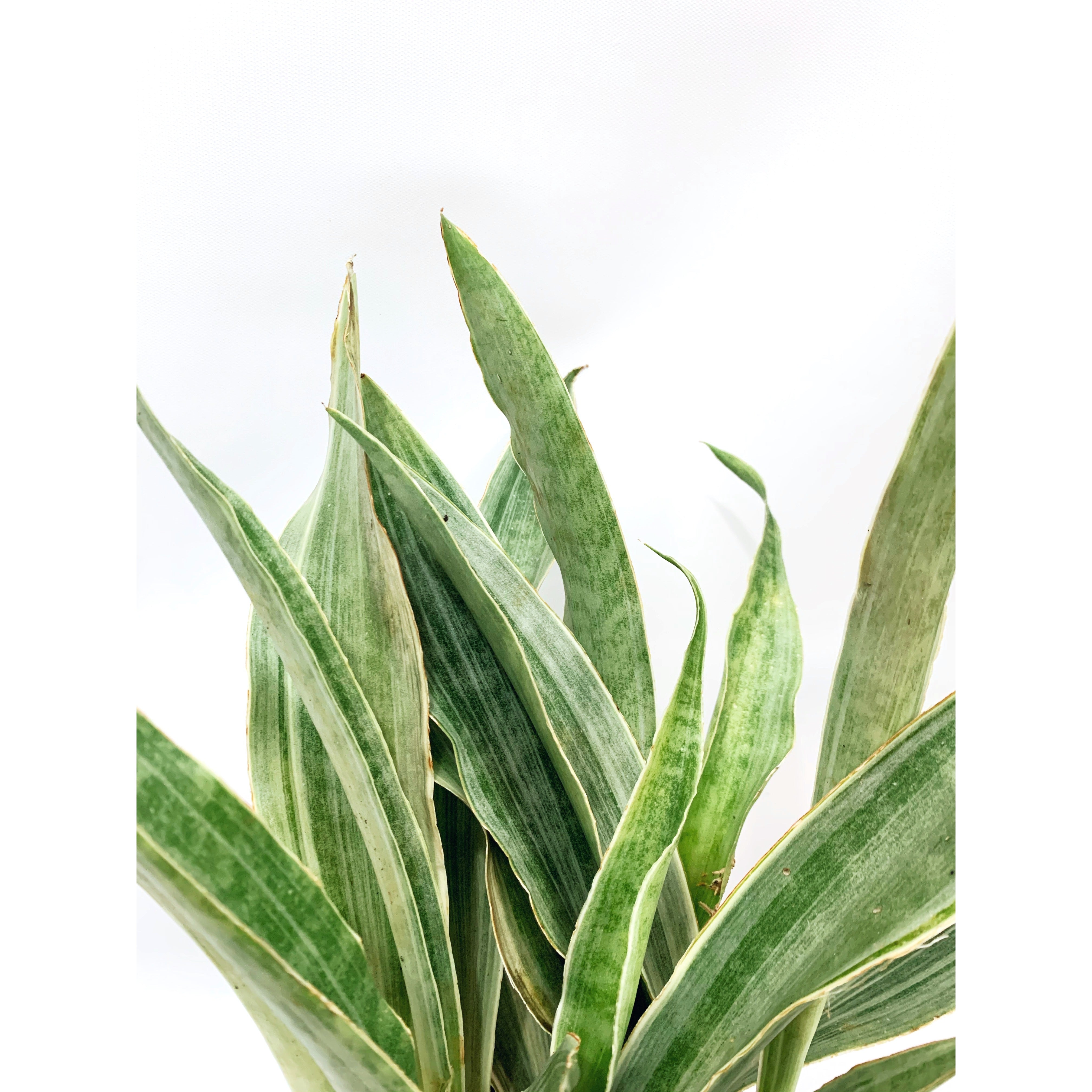 Sansevieria Sayuri - Las Selvas