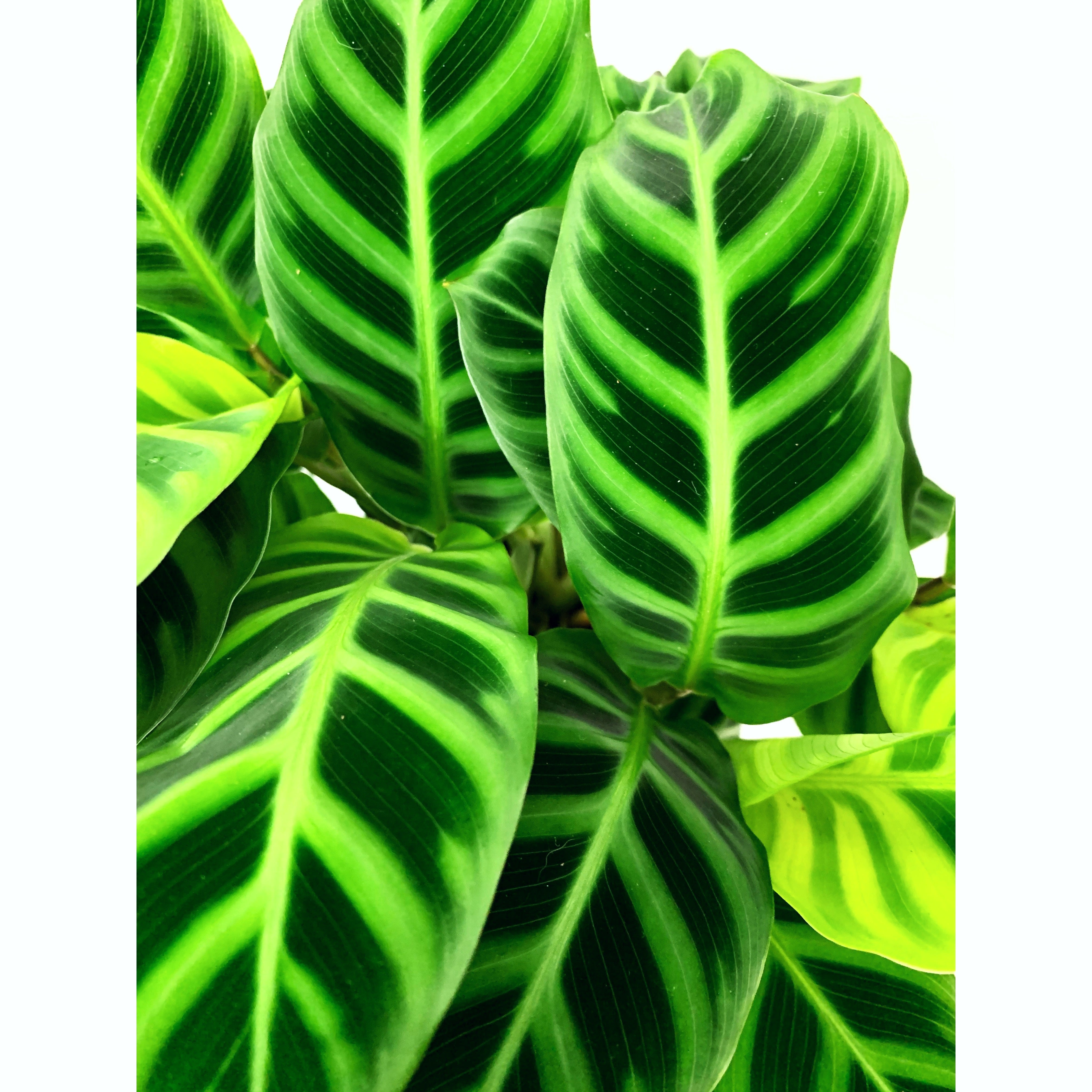 Calathea Zebrina - Las Selvas
