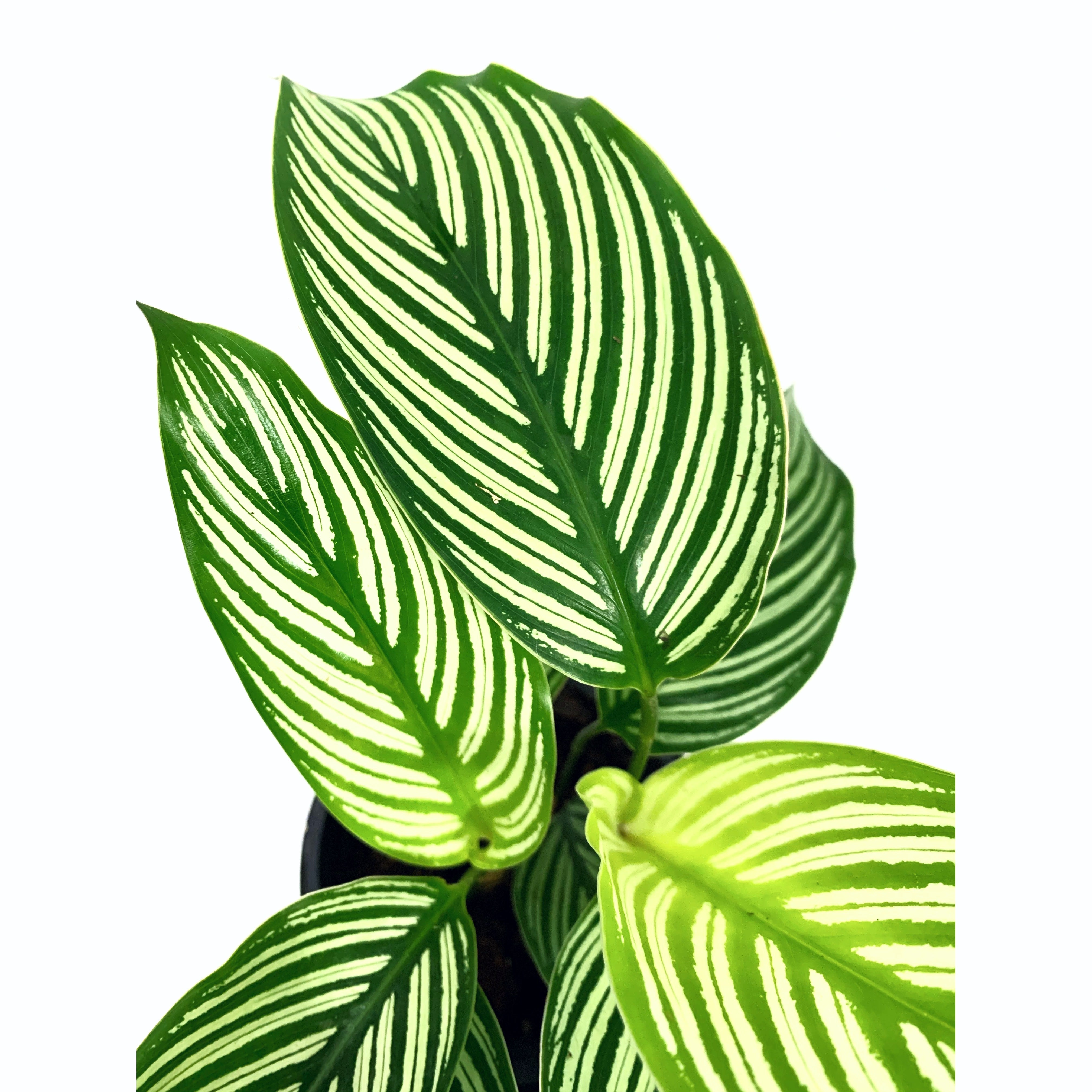 Calathea Vittata - Las Selvas