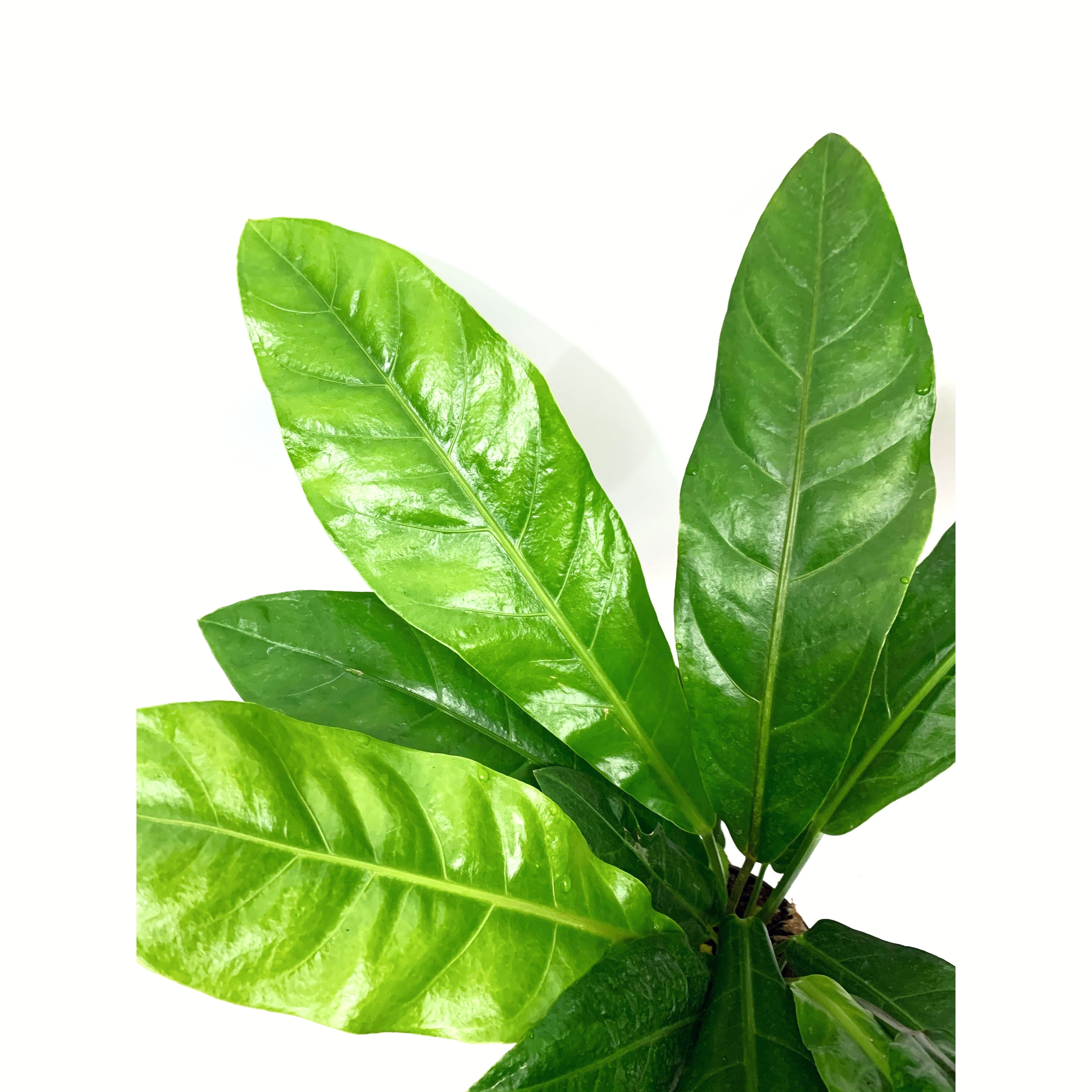 Hookeri - Las Selvas