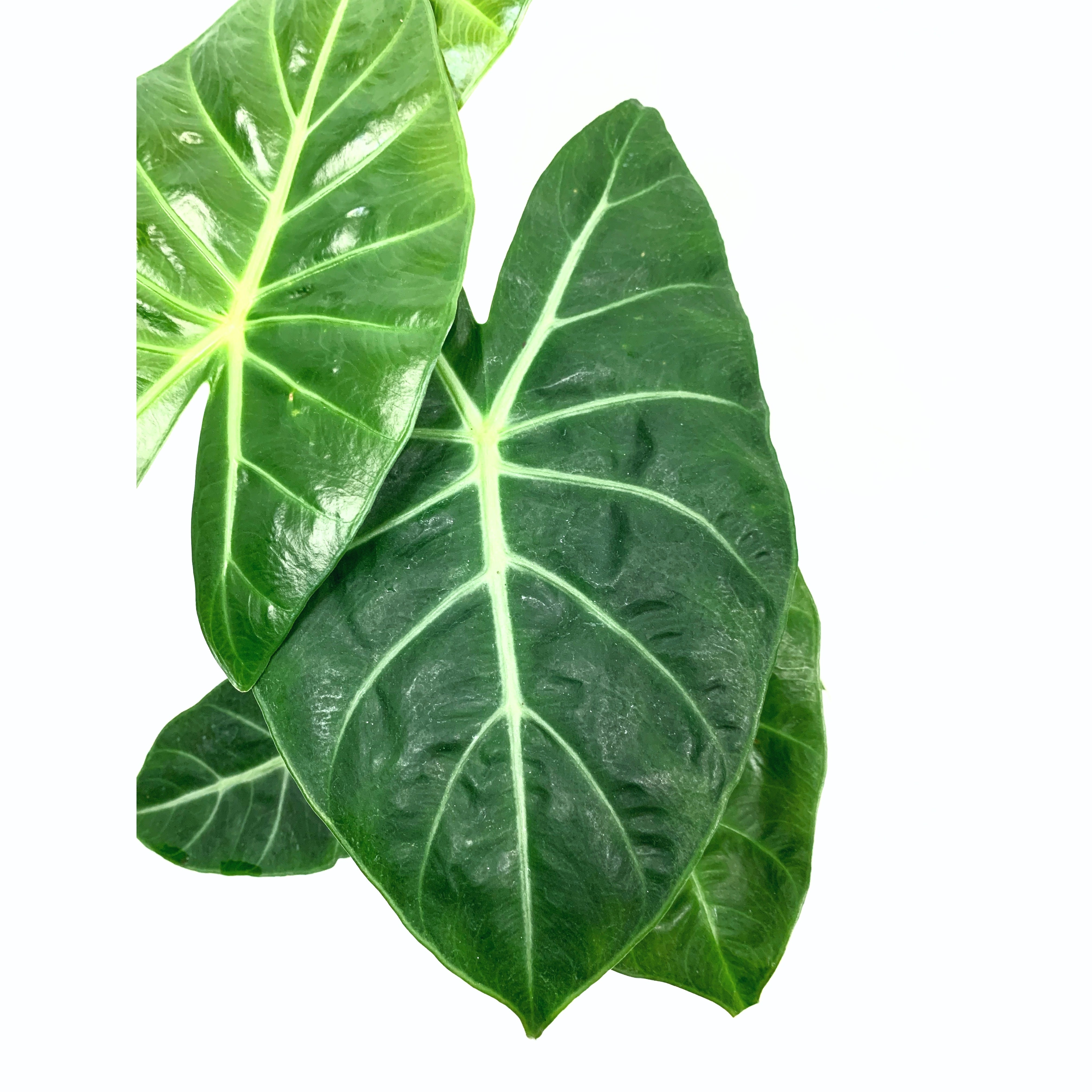 Ivory Coast - Las Selvas