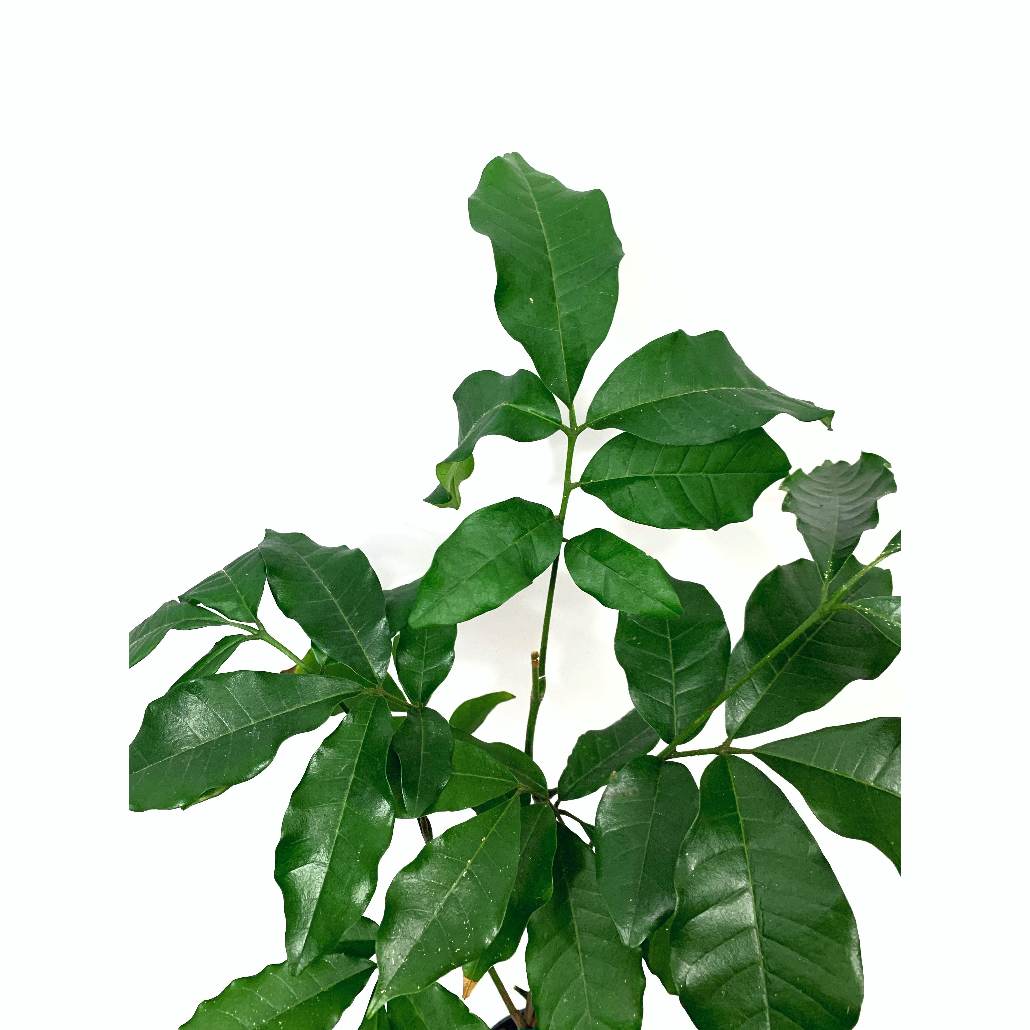 Mahogany - Las Selvas