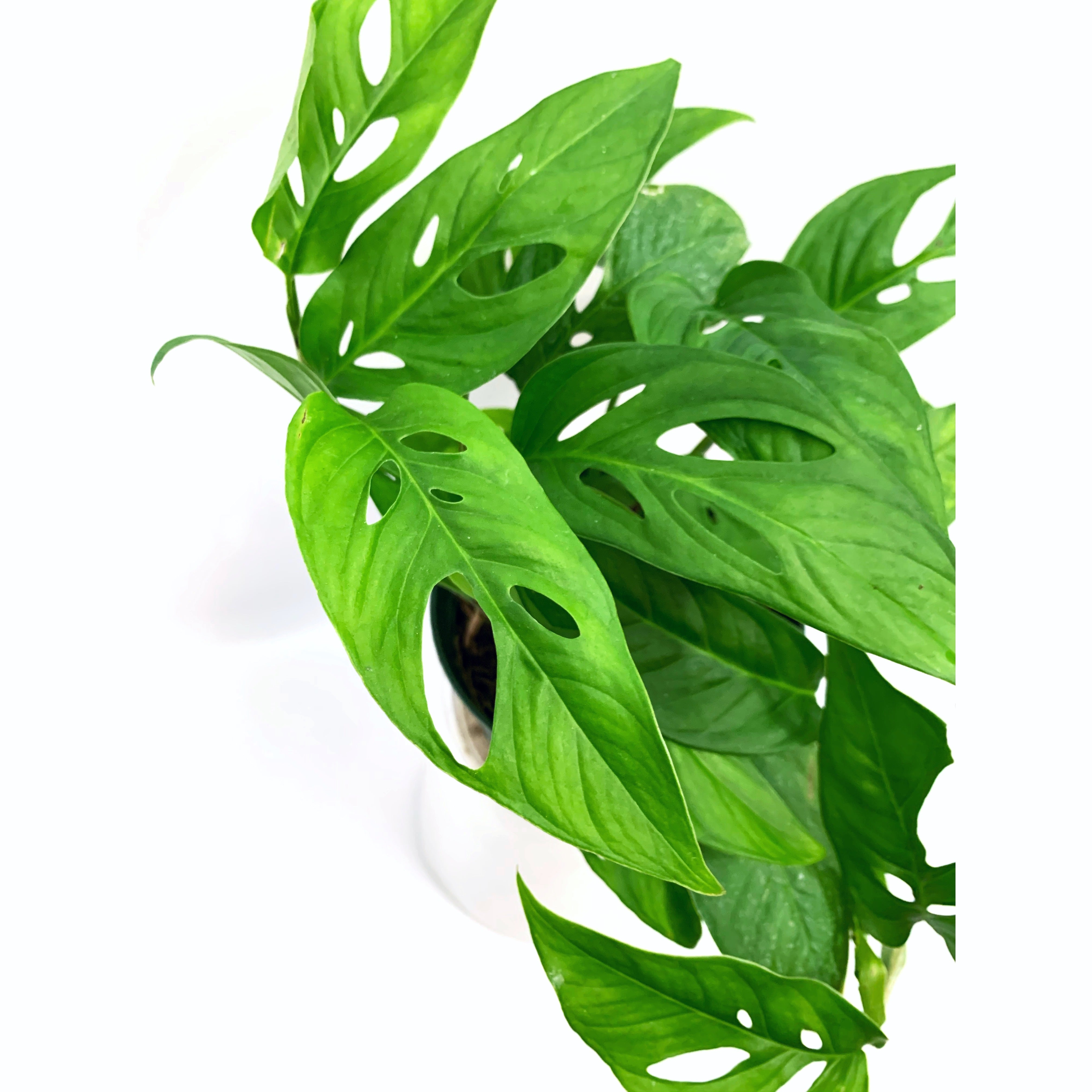 Monstera Narrow - Las Selvas