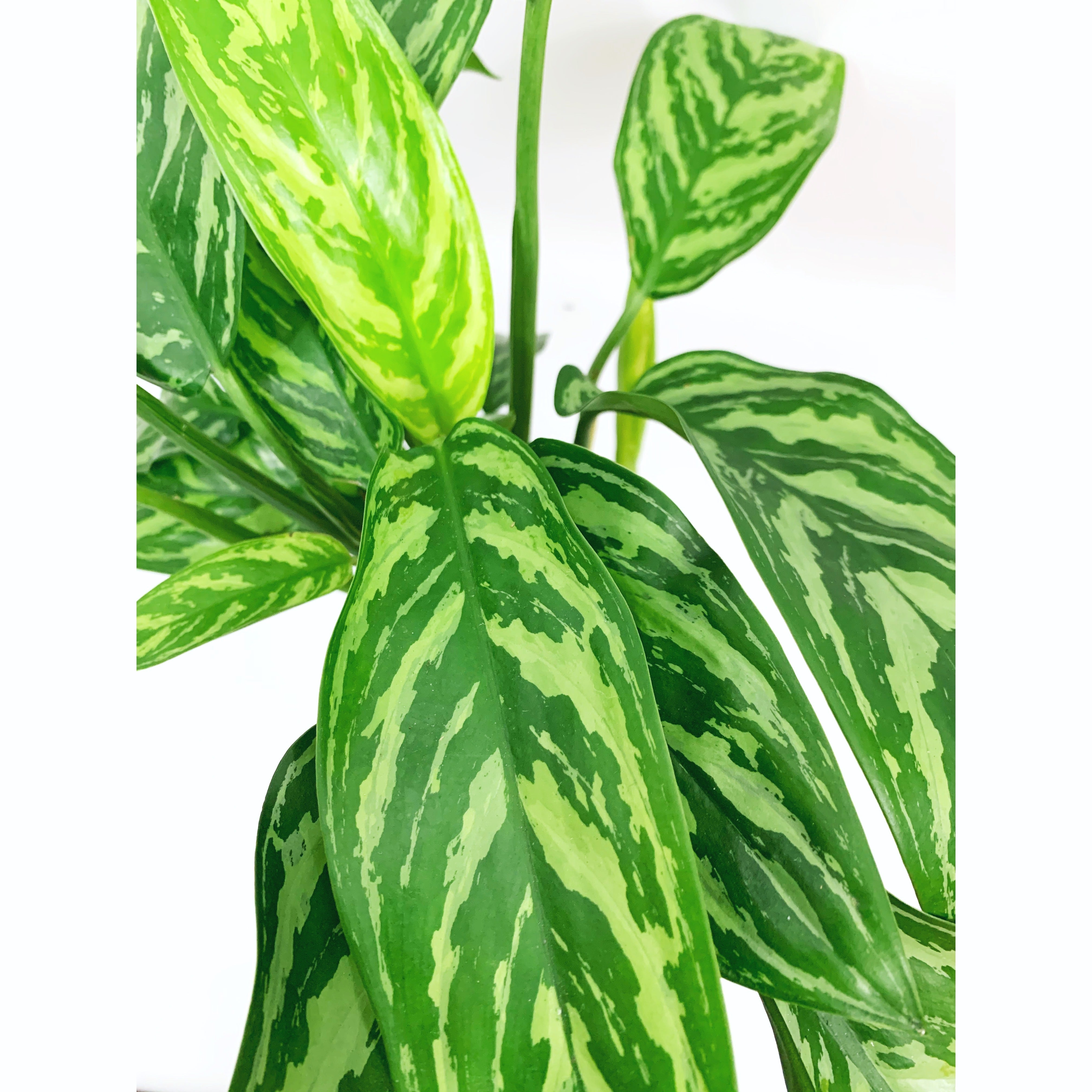 Cutlass - Las Selvas