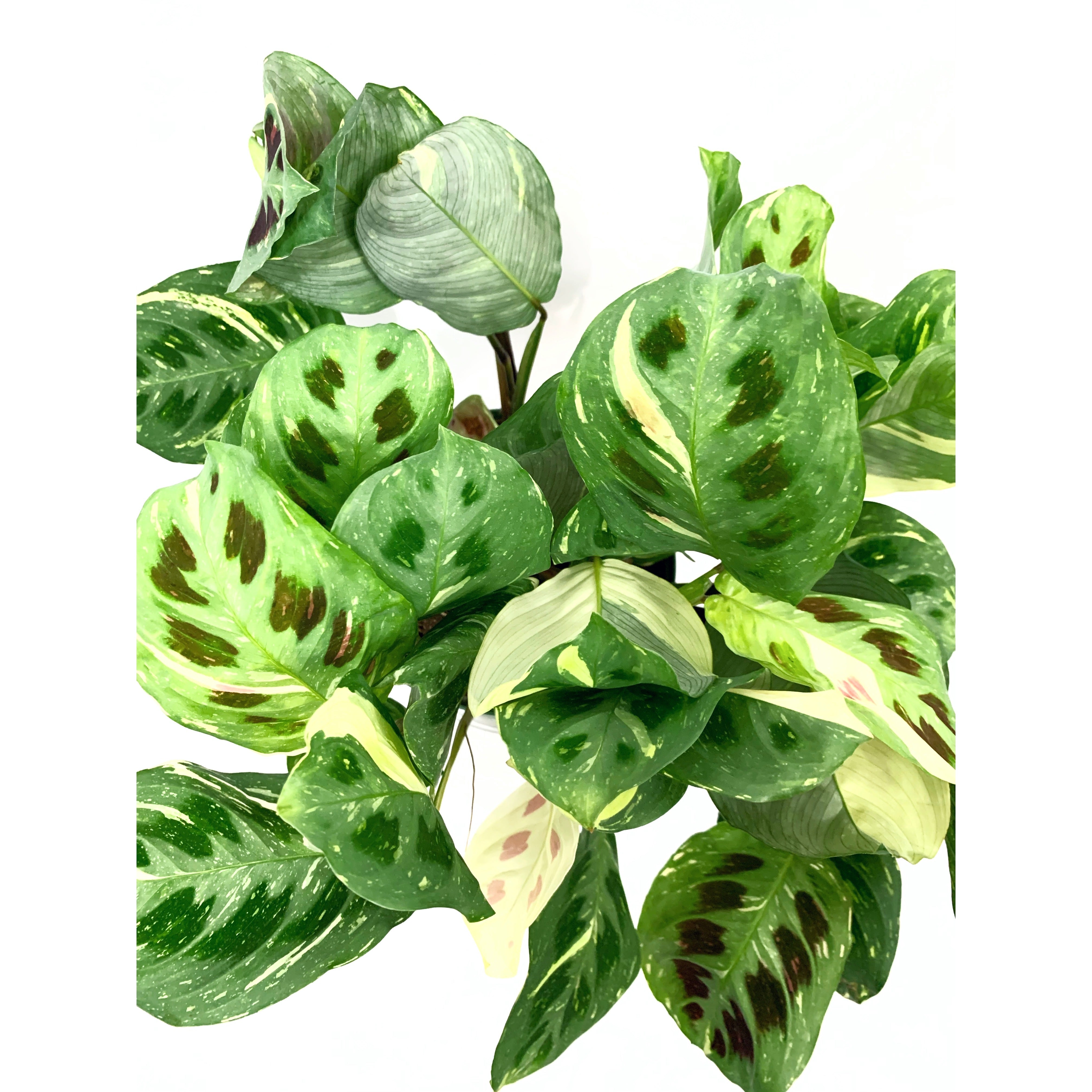 Maranta Variegated - Las Selvas