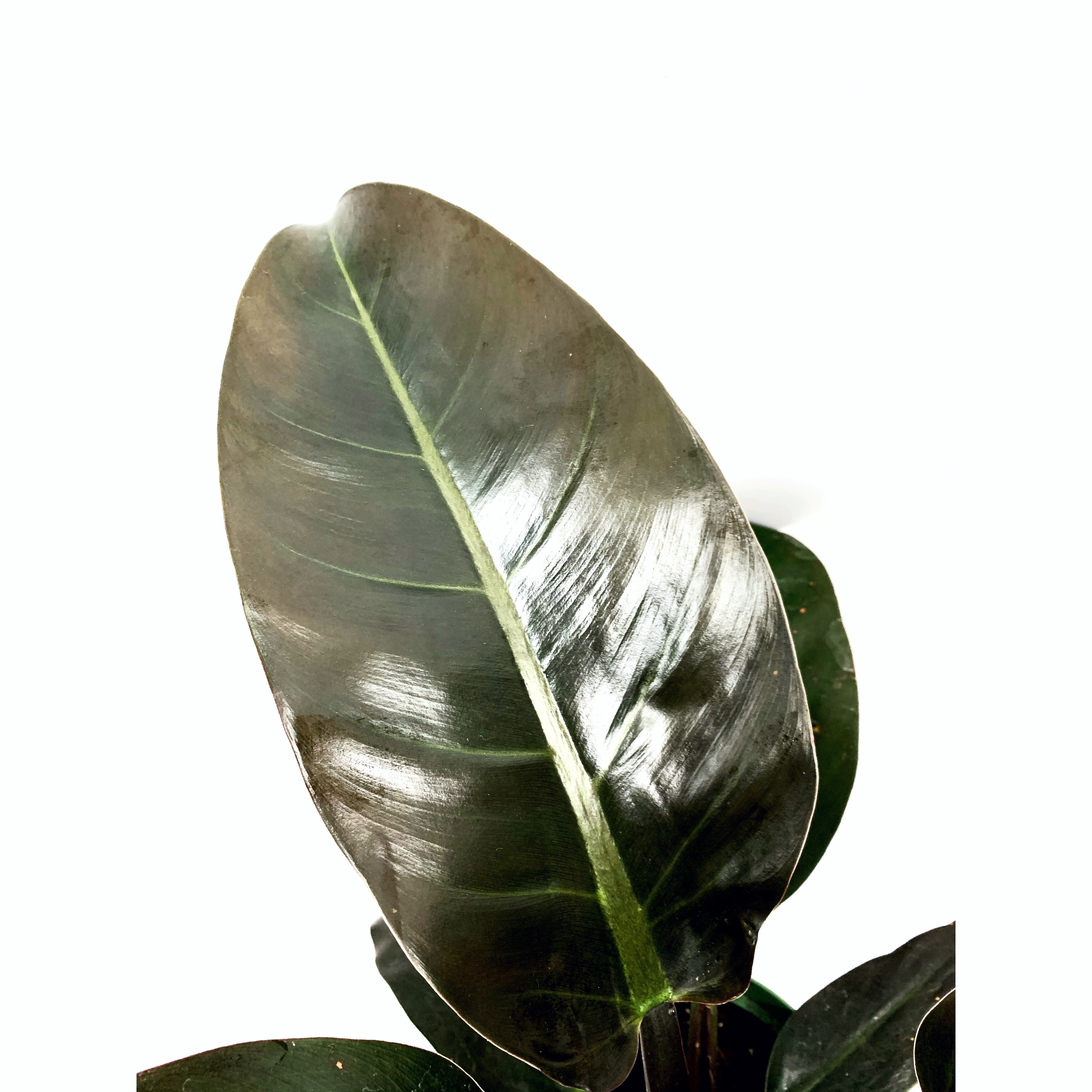 Black Cardinal - Las Selvas