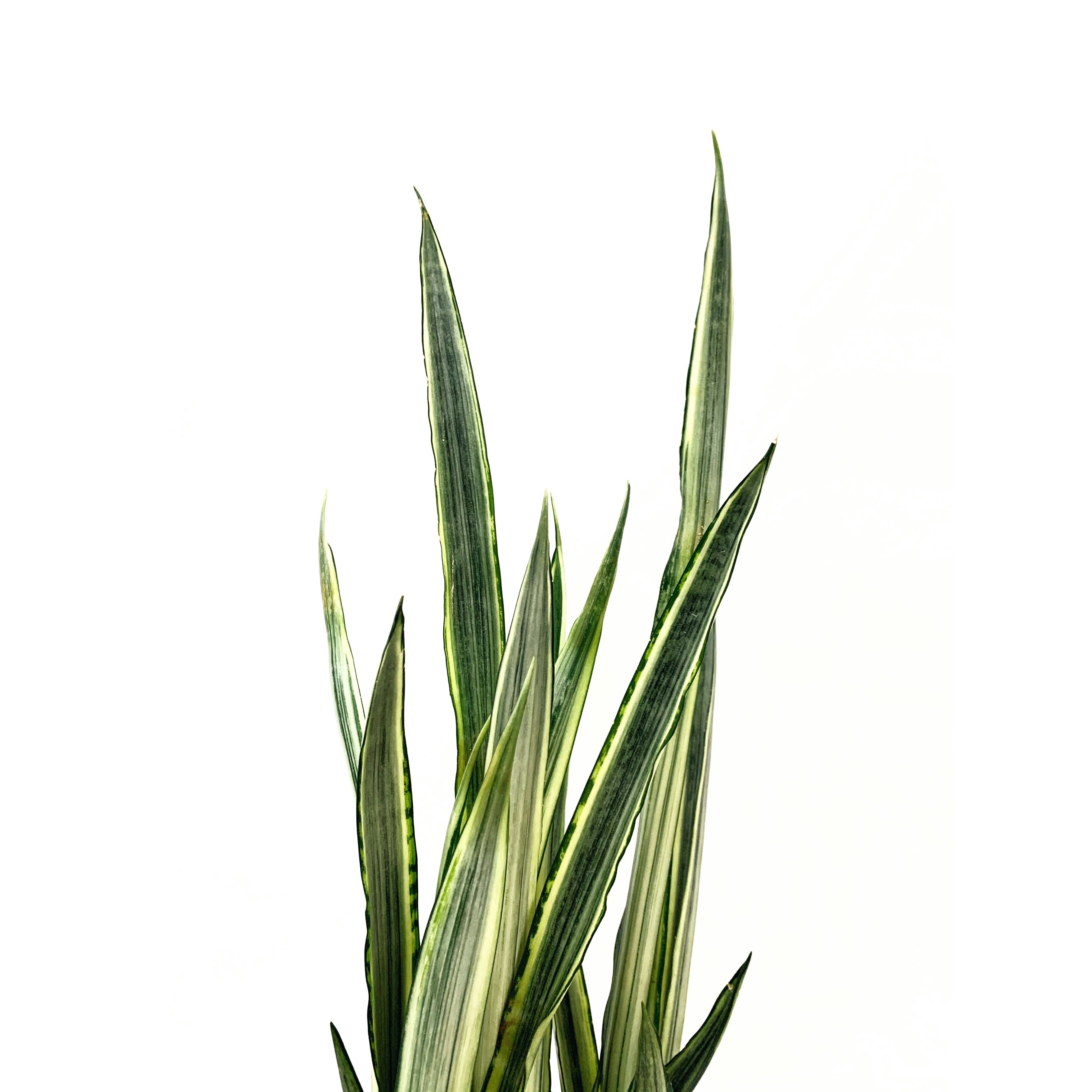 Sansevieria 'Bantel's Sensation' - Las Selvas