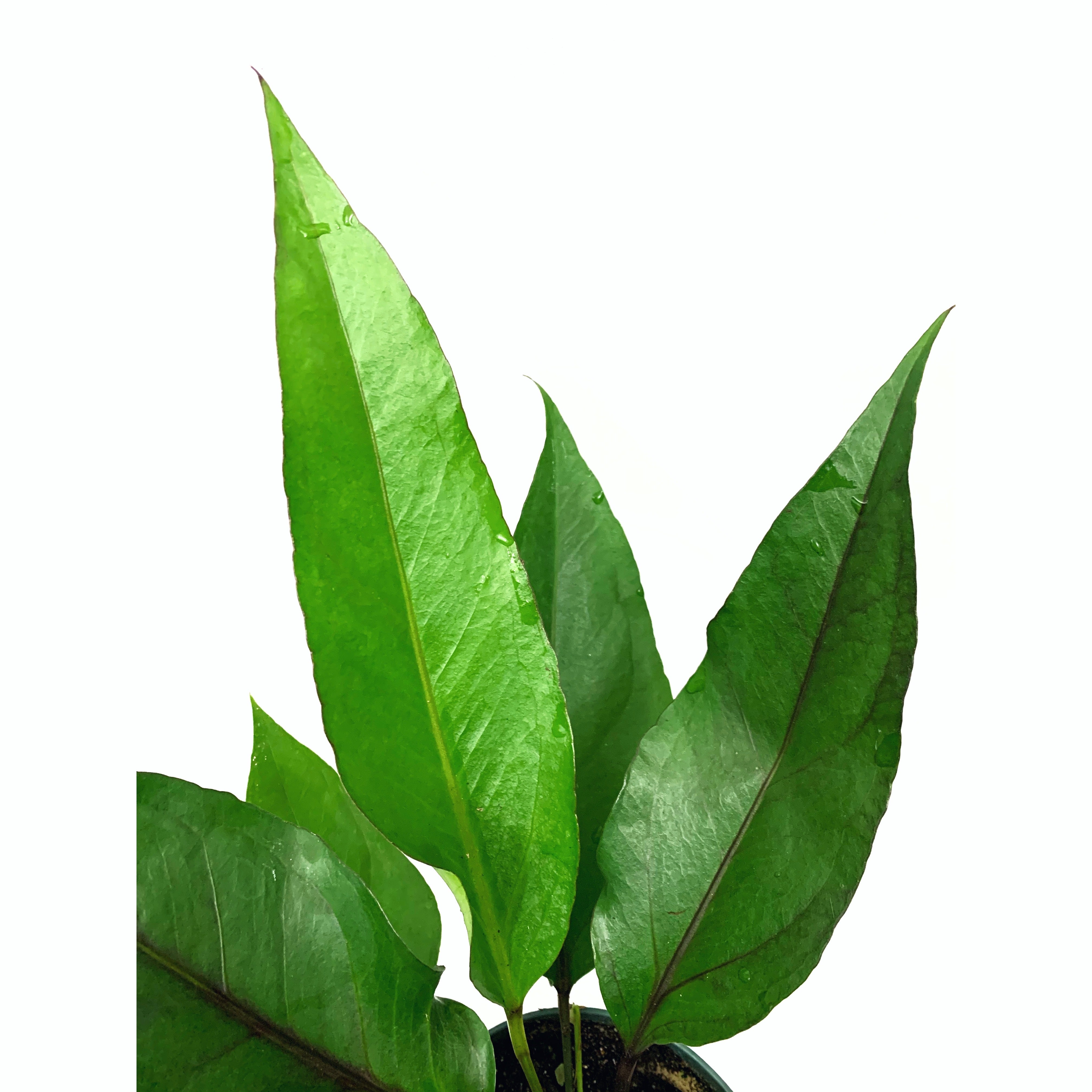 Big Red Bird - Las Selvas