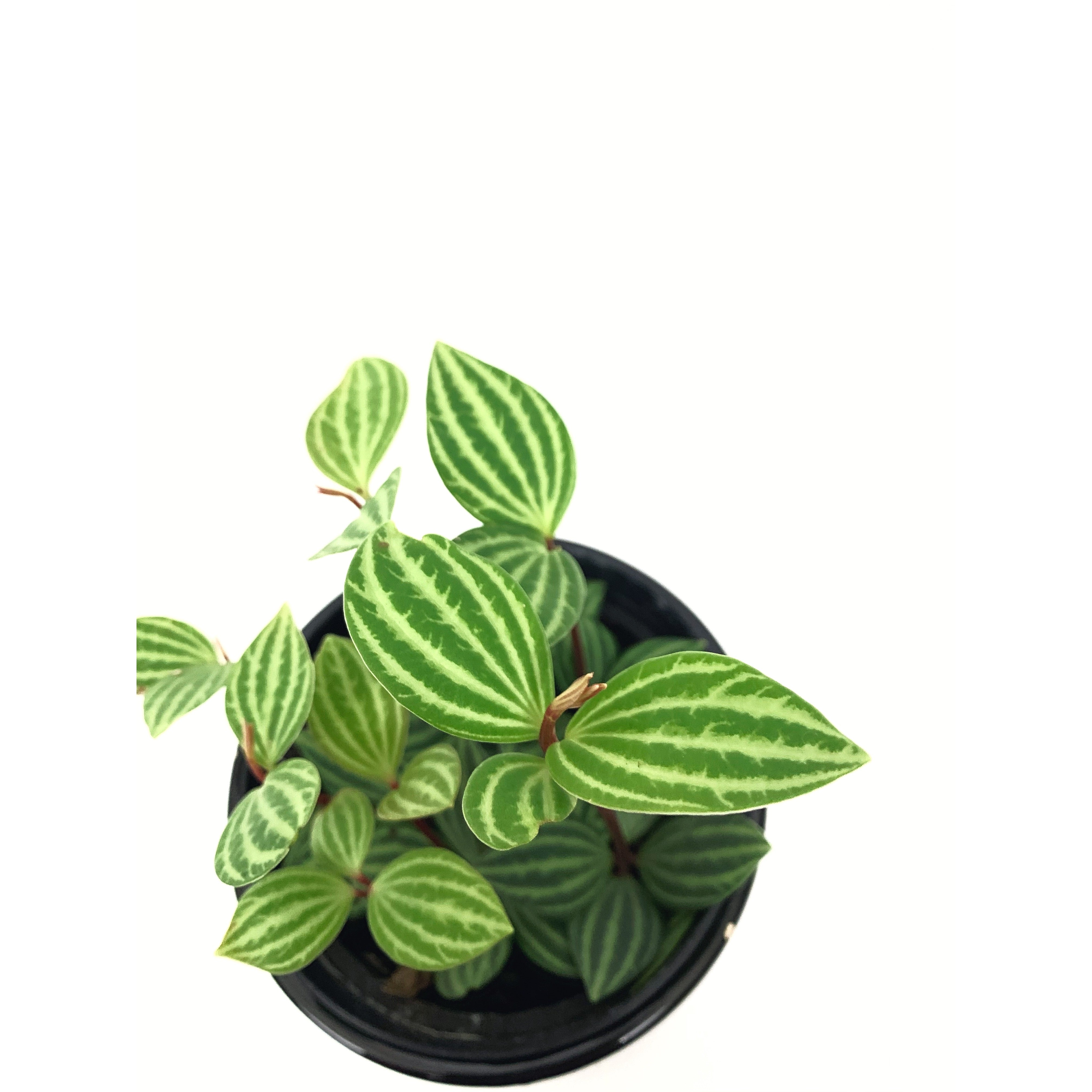 Puteolata - Las Selvas