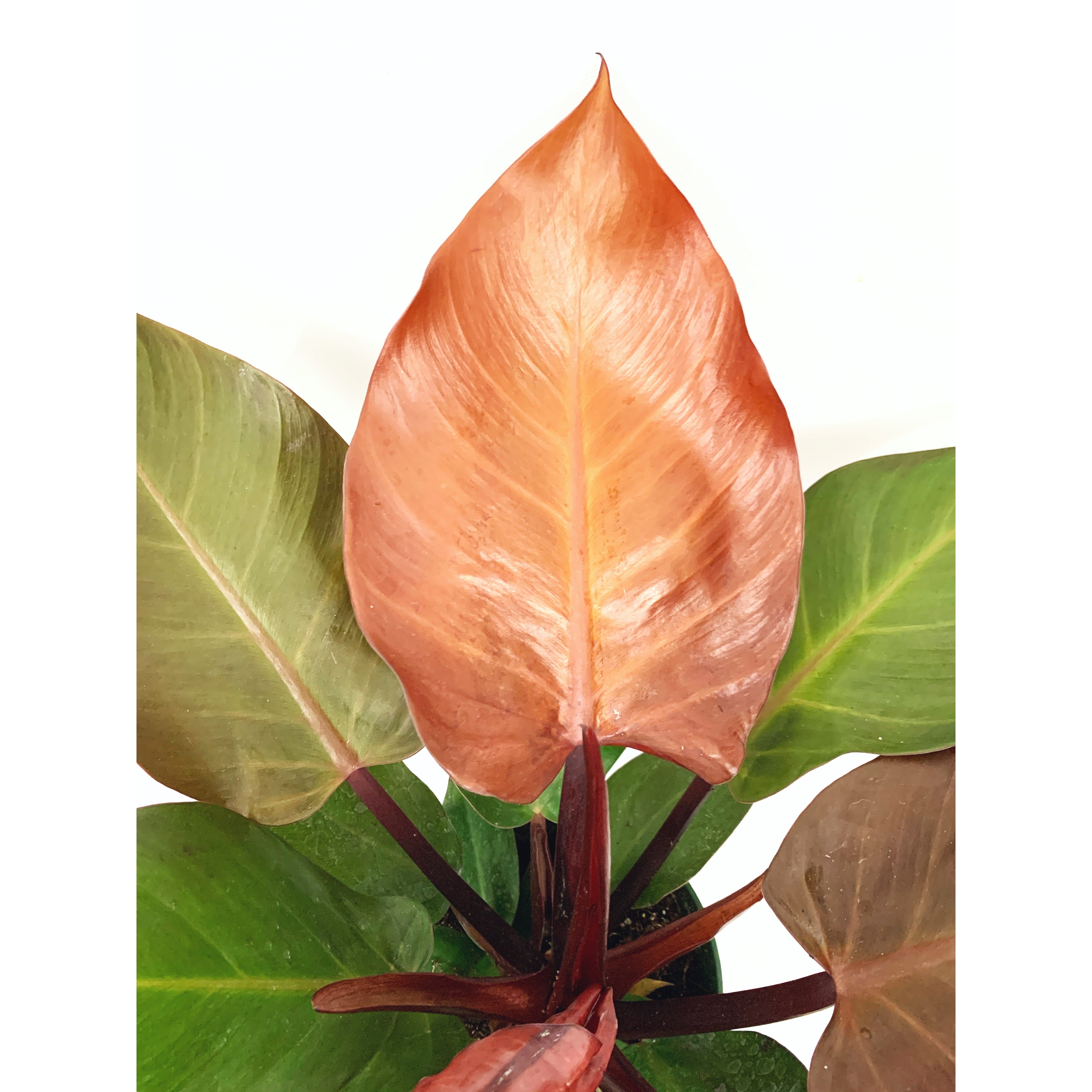 McColley's Finale - Las Selvas