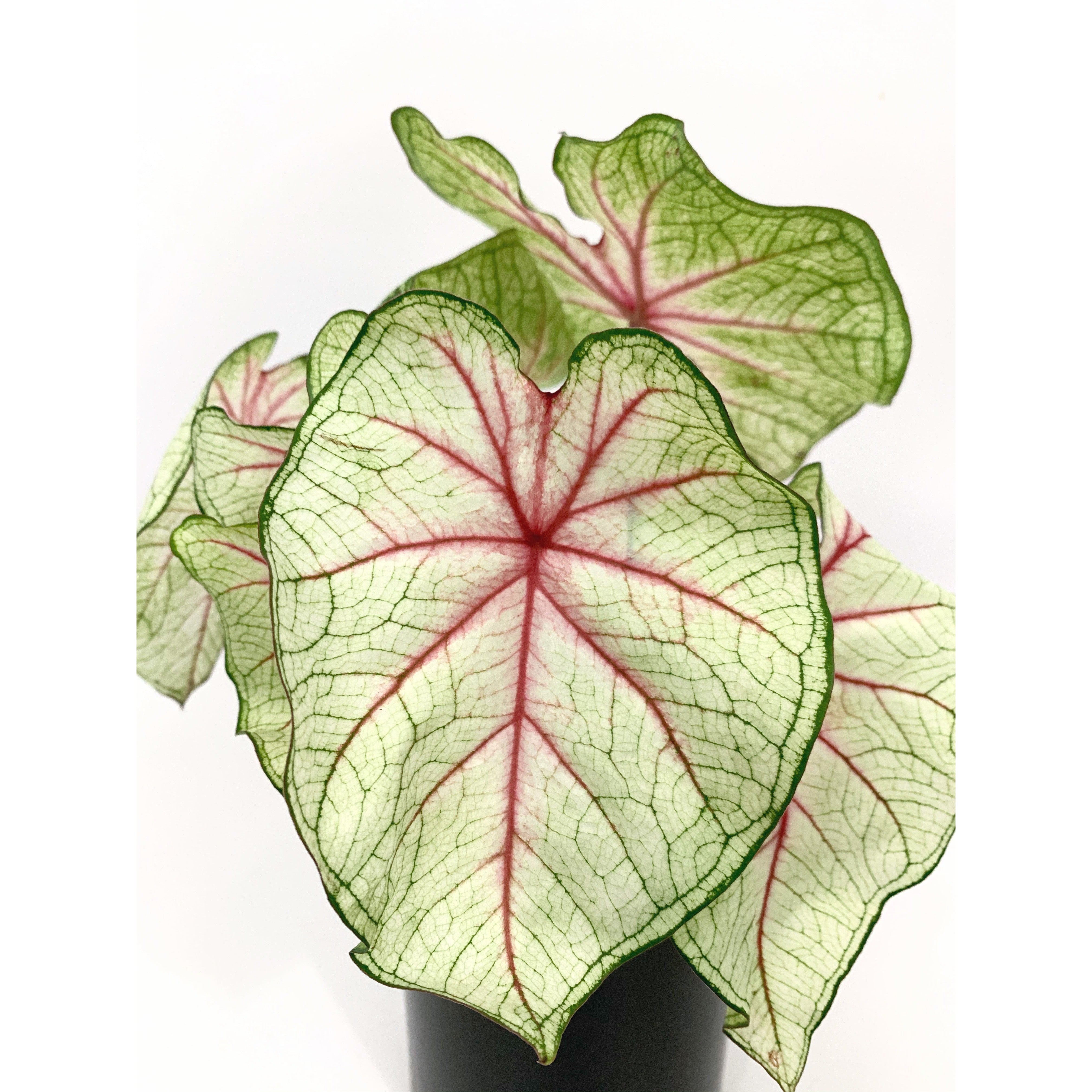 White Queen - Las Selvas