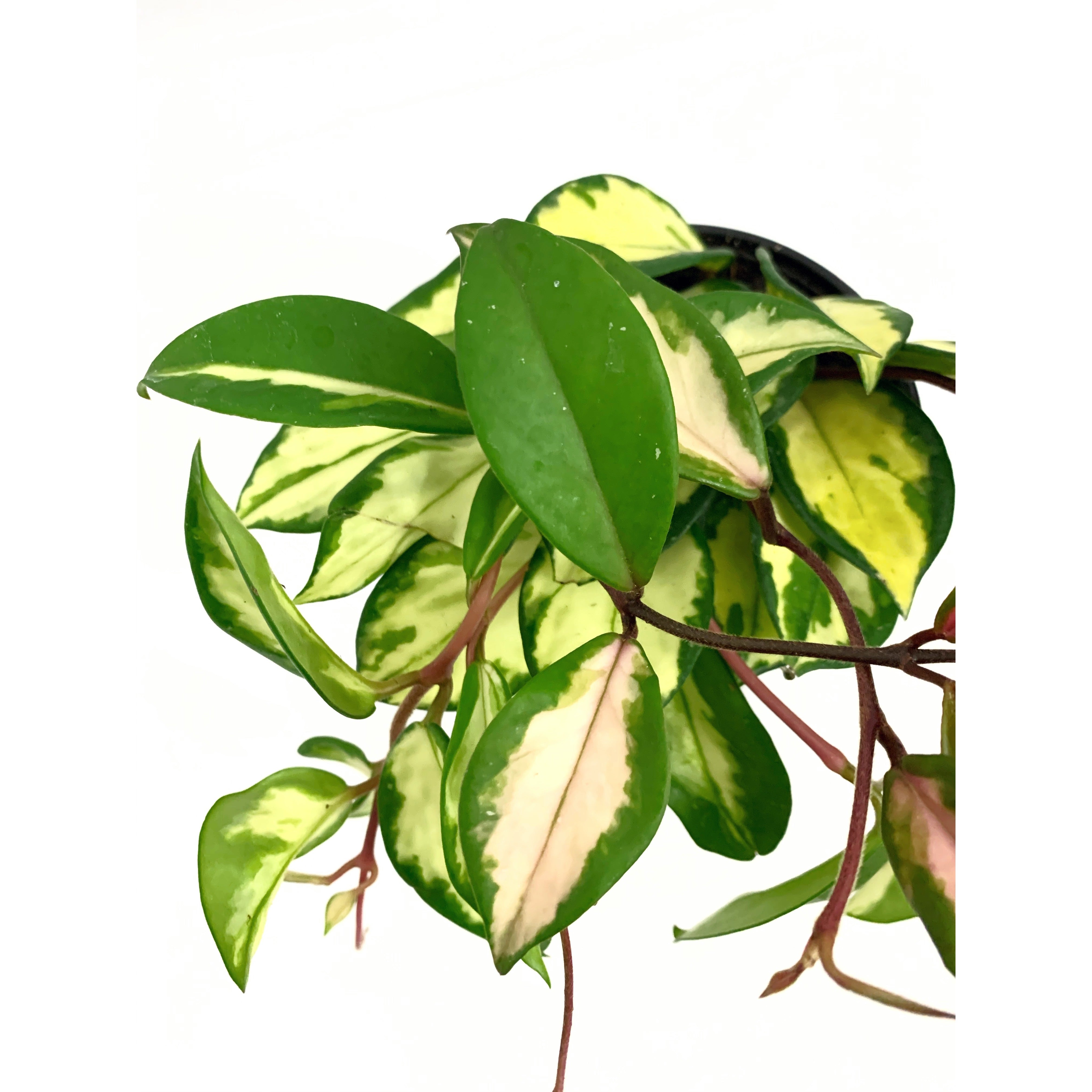 Hoya Krimson Princess - Las Selvas