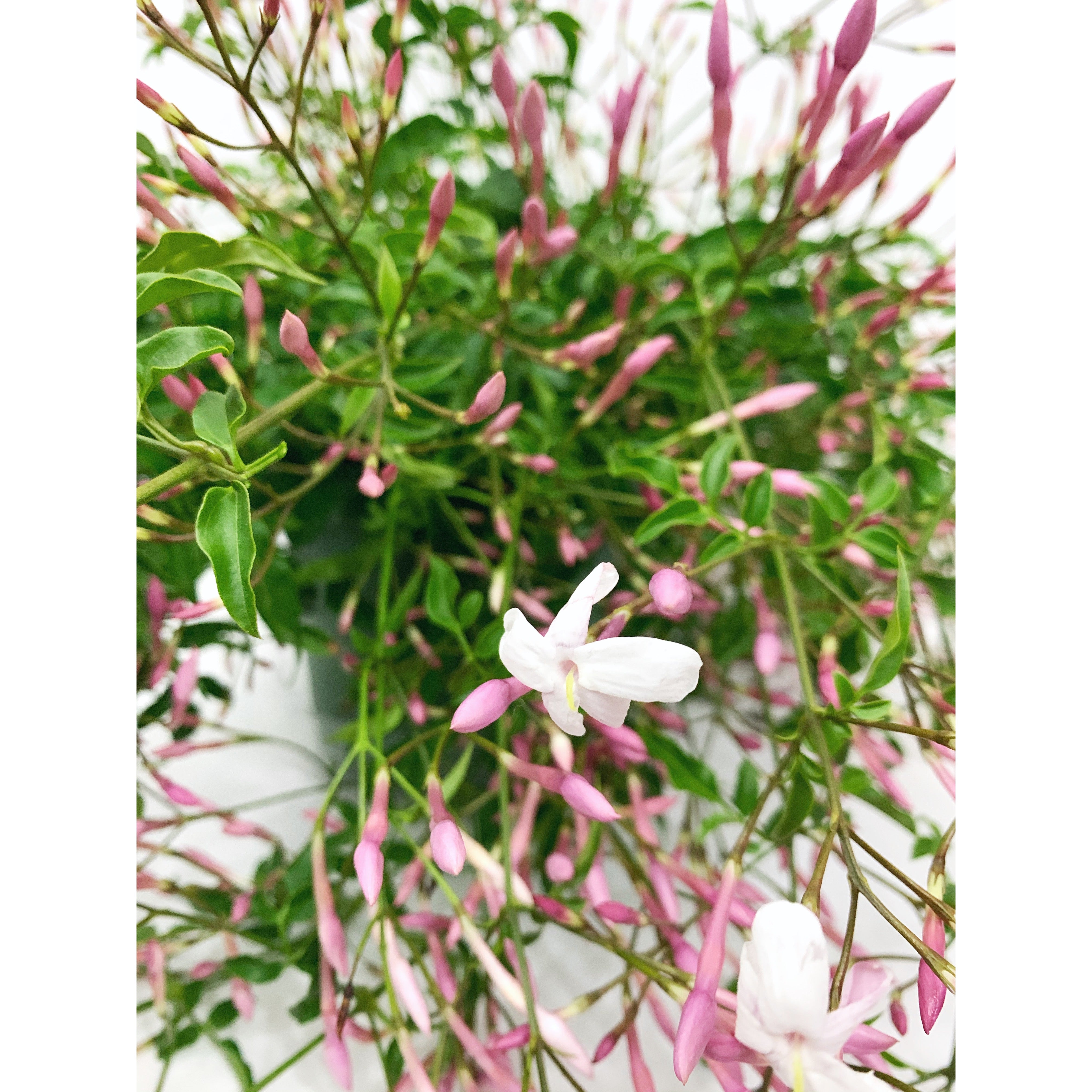 Jasmine - Las Selvas