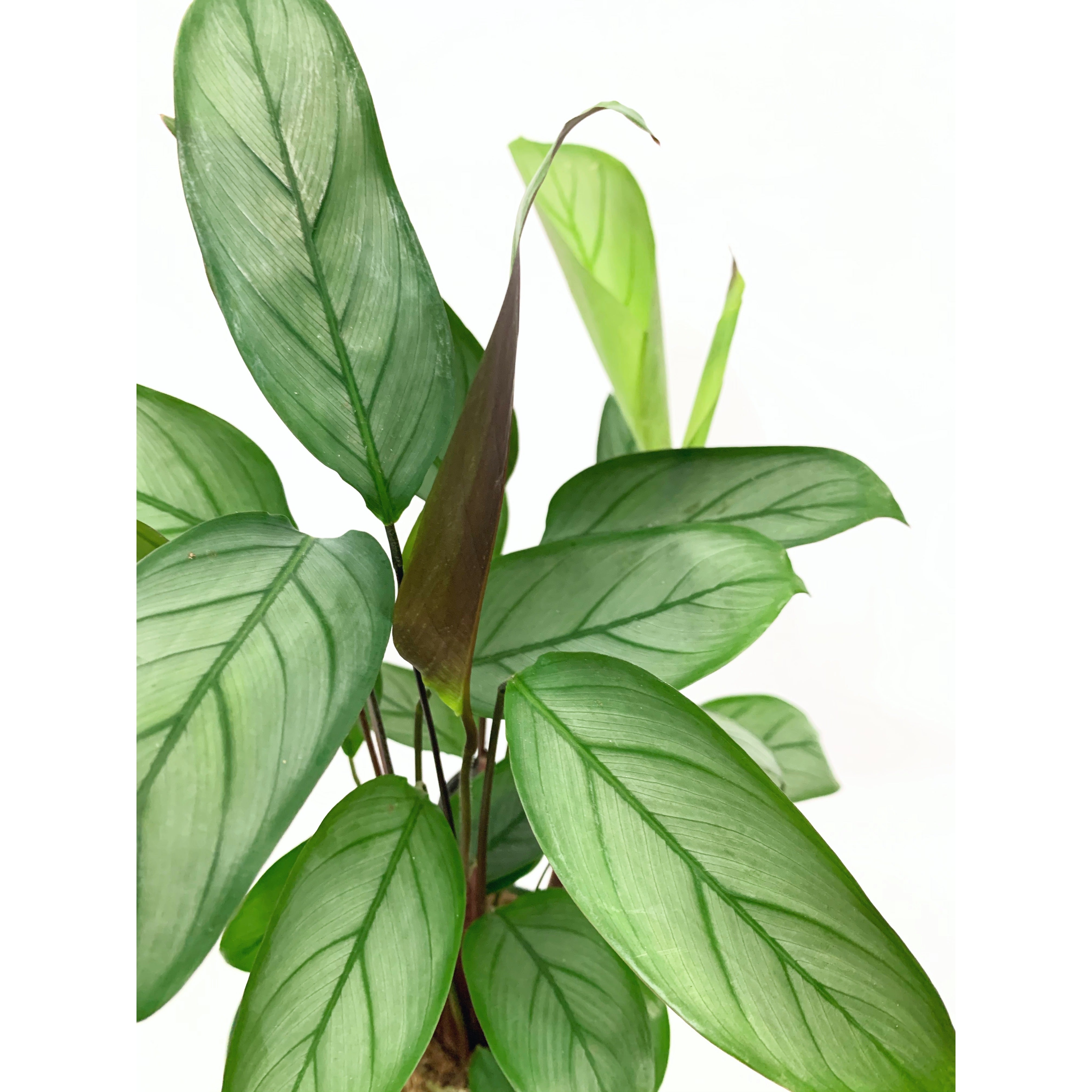 Ctenanthe Grey Star - Las Selvas