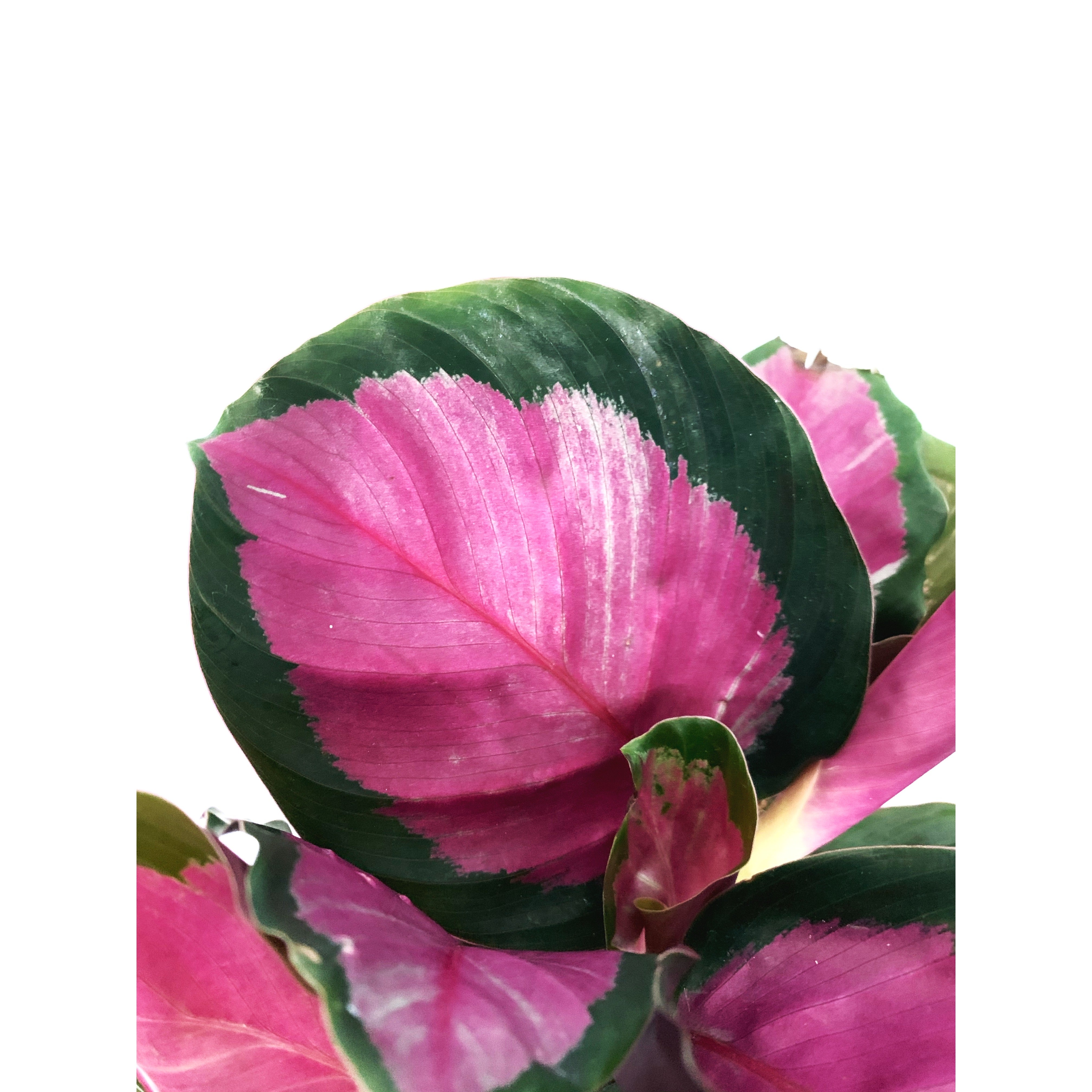 Calathea Rosy - Las Selvas