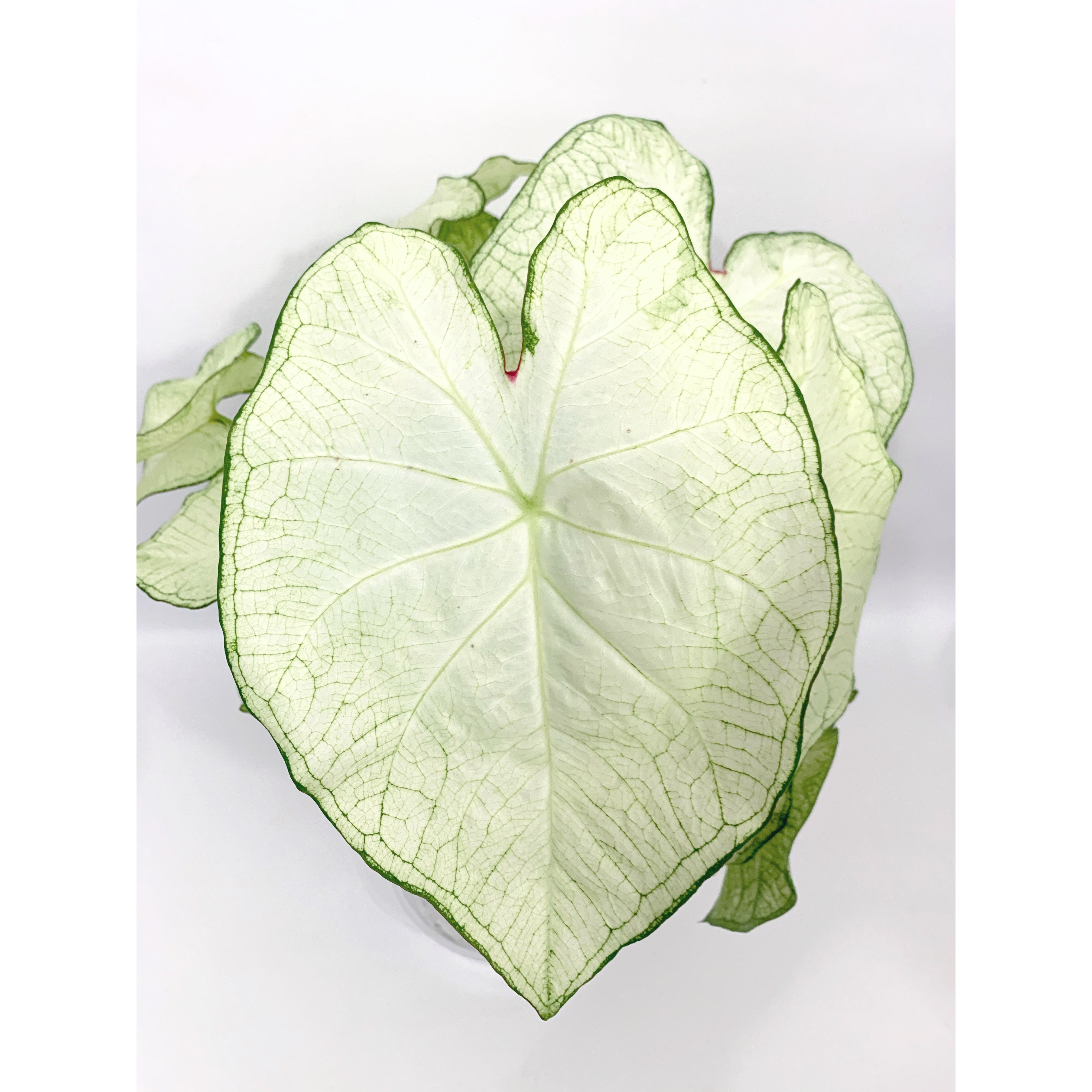 White Butterfly - Las Selvas