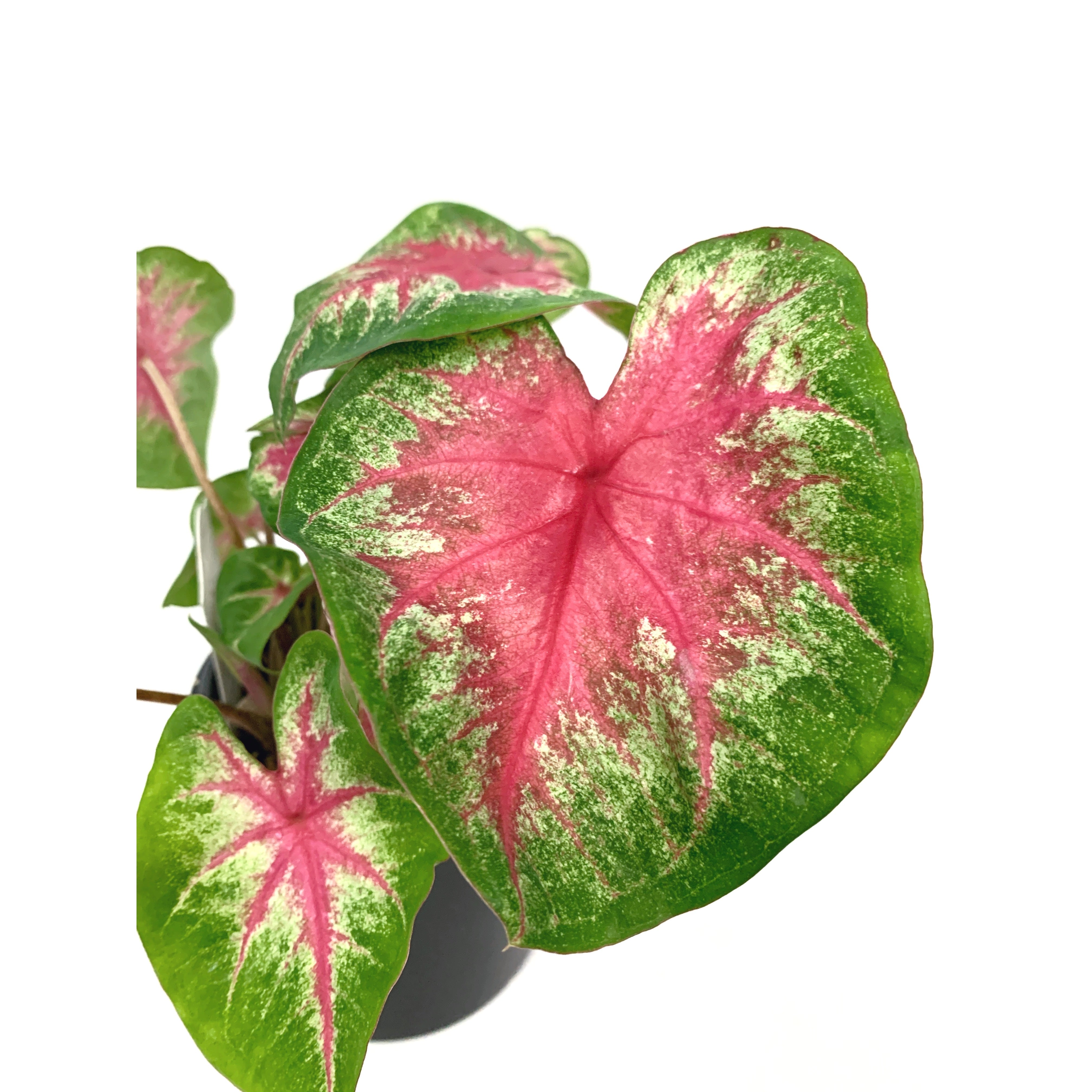 Chinook - Las Selvas