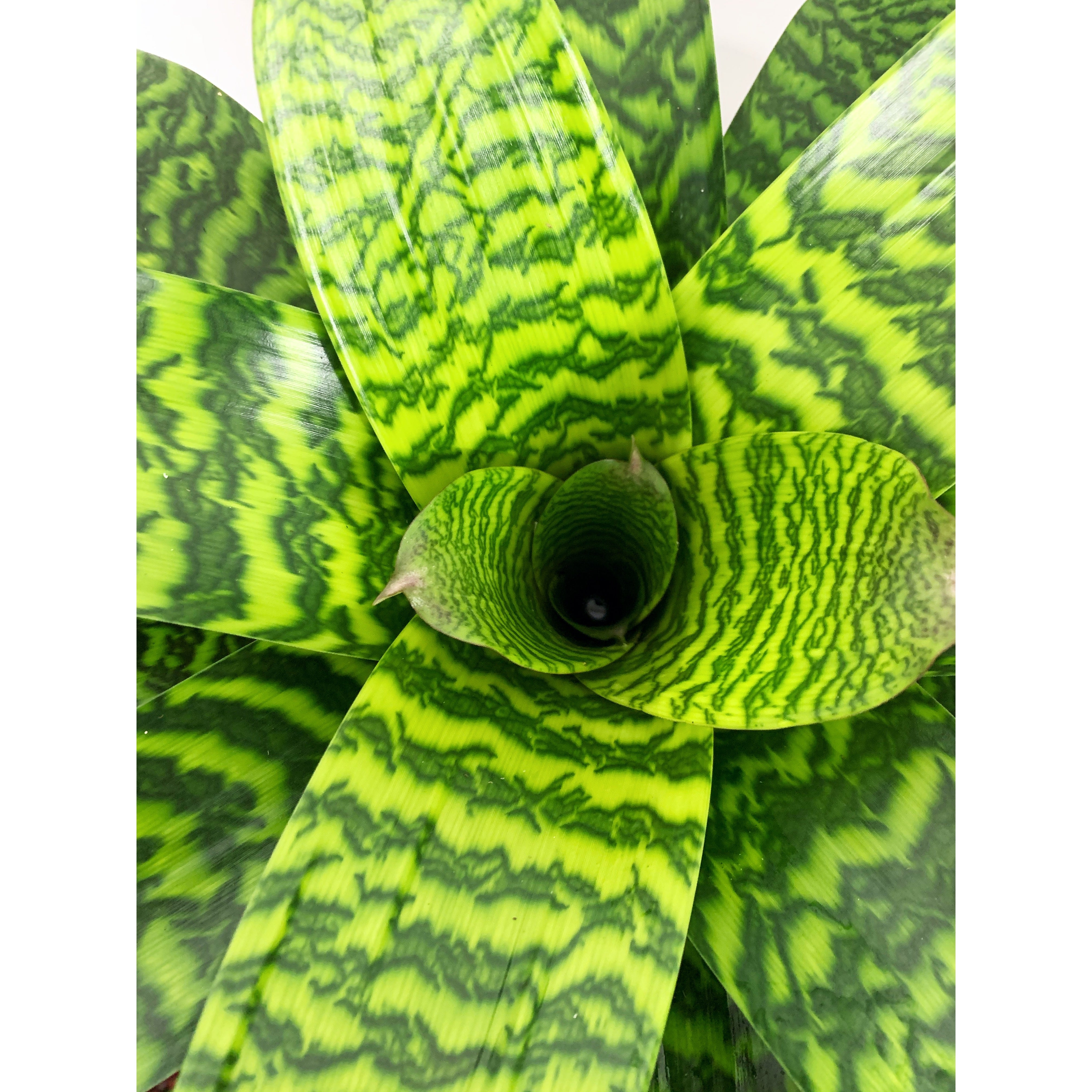 Hieroglyphica - Las Selvas