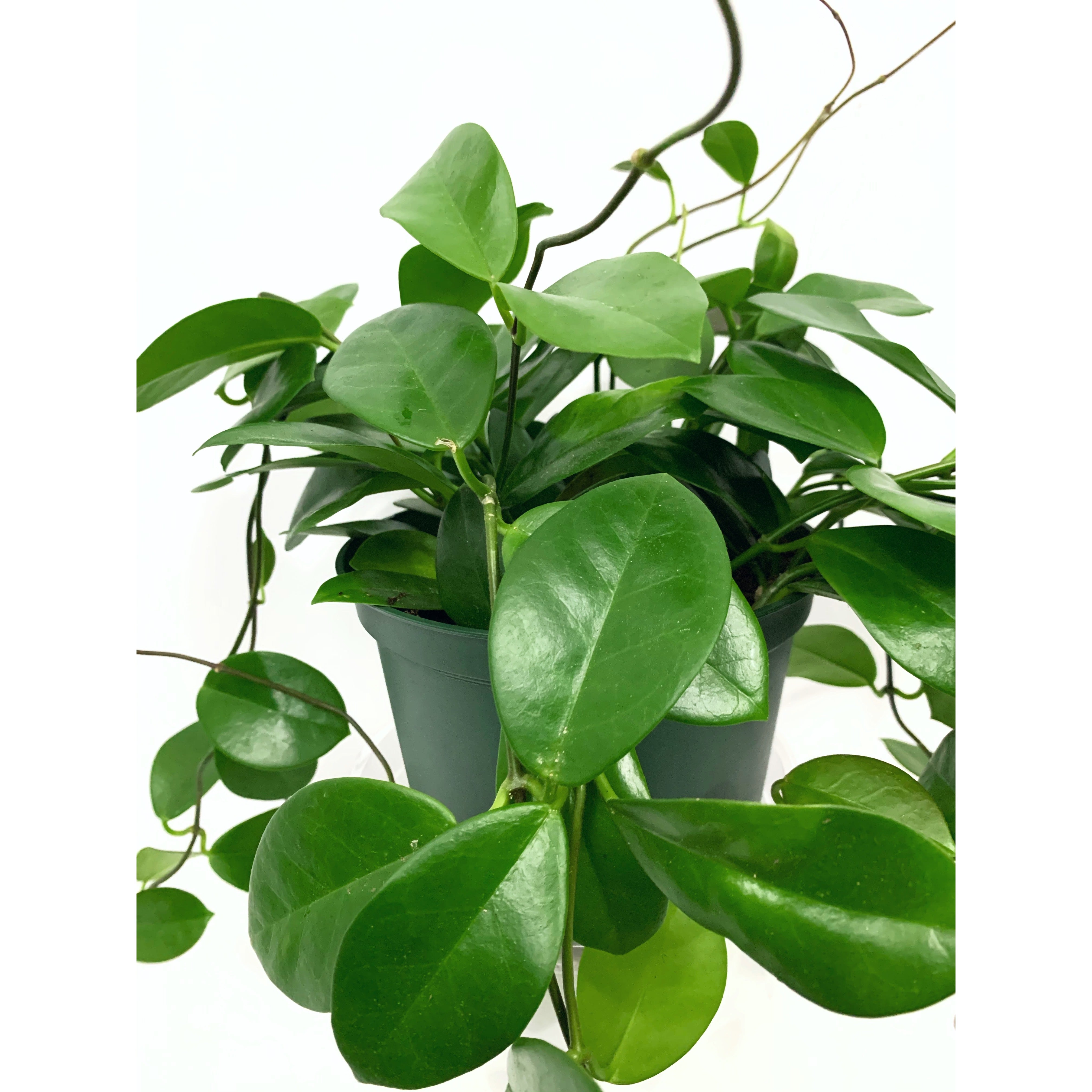 Hoya Australis - Las Selvas