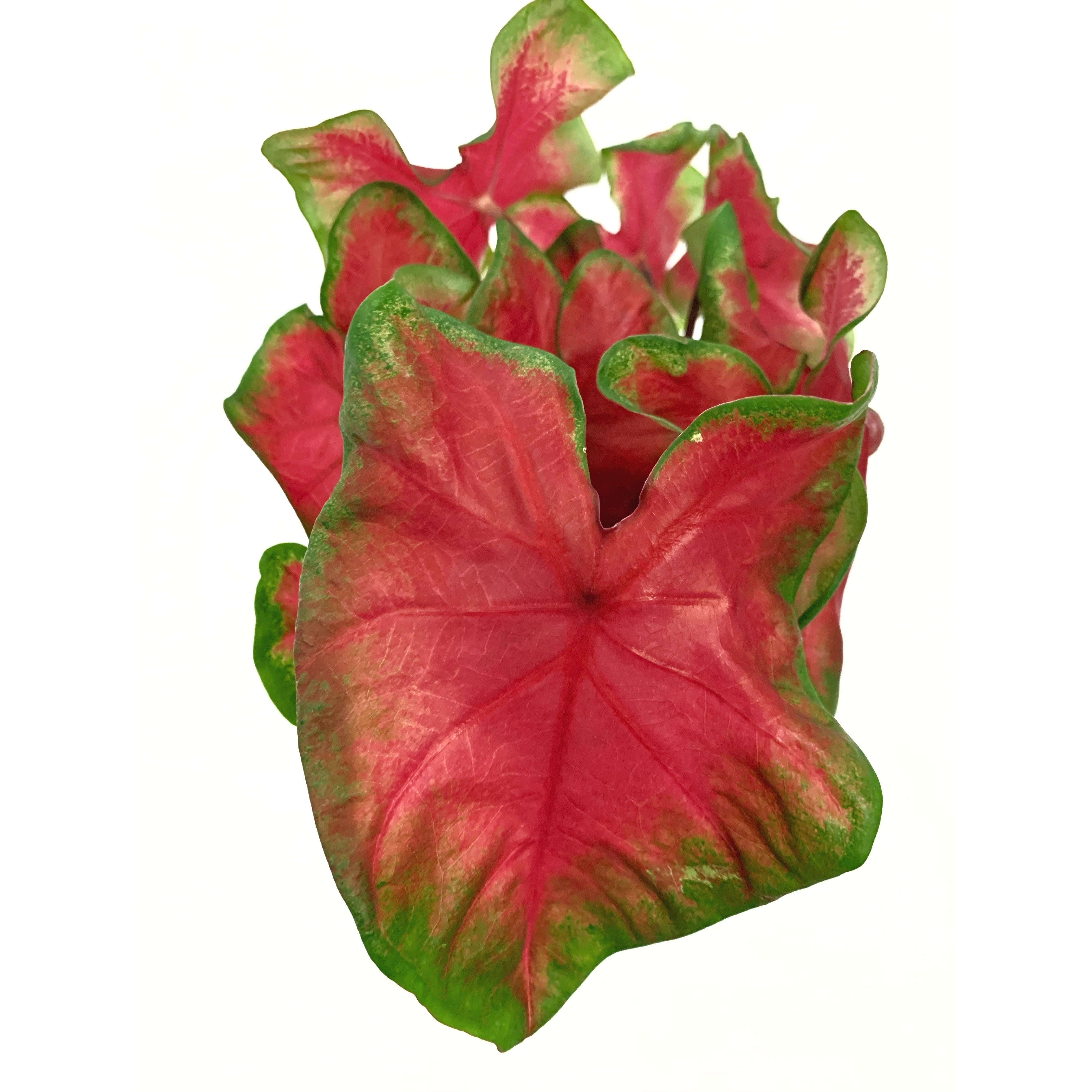 Florida Red Ruffles - Las Selvas