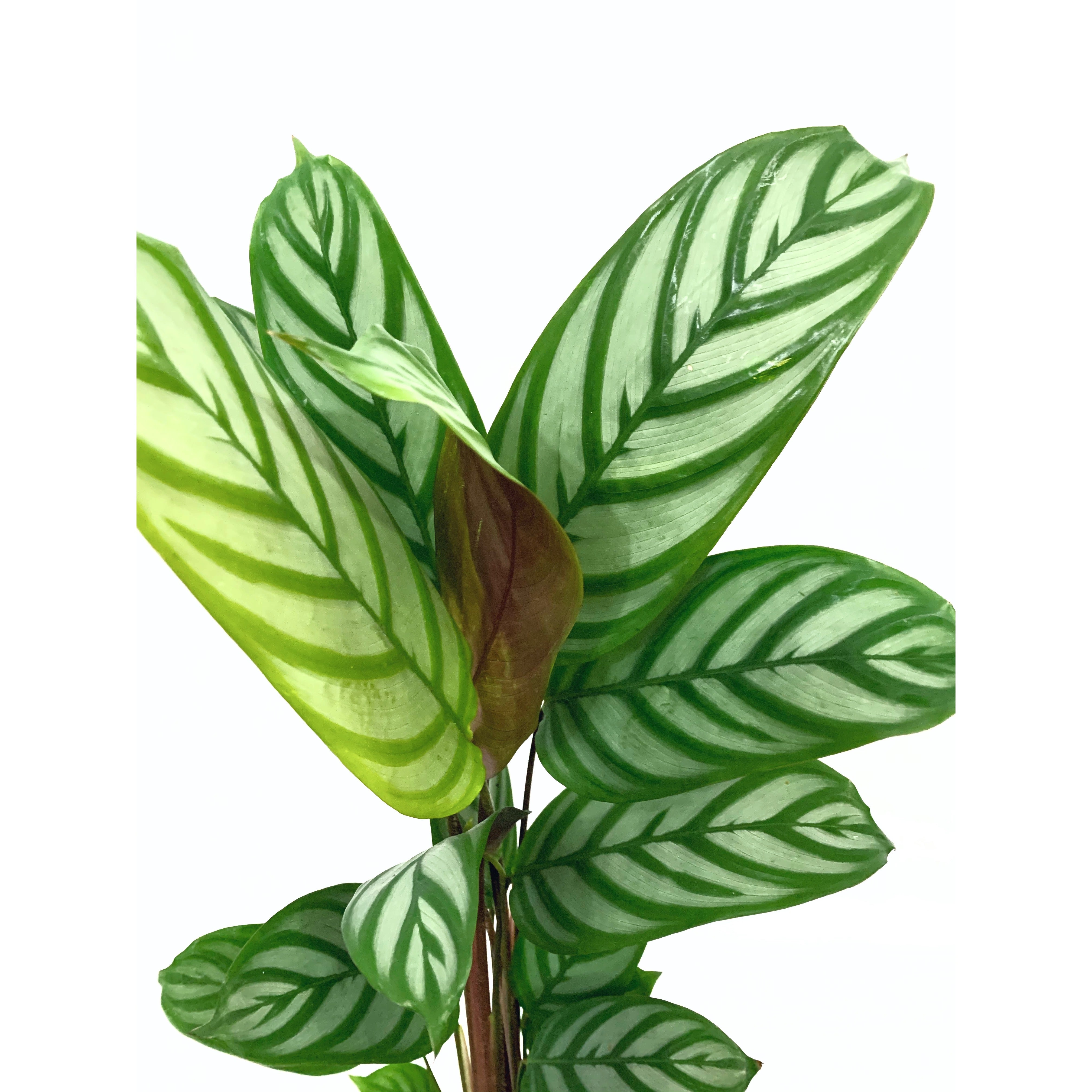 Ctenanthe Setosa - Las Selvas