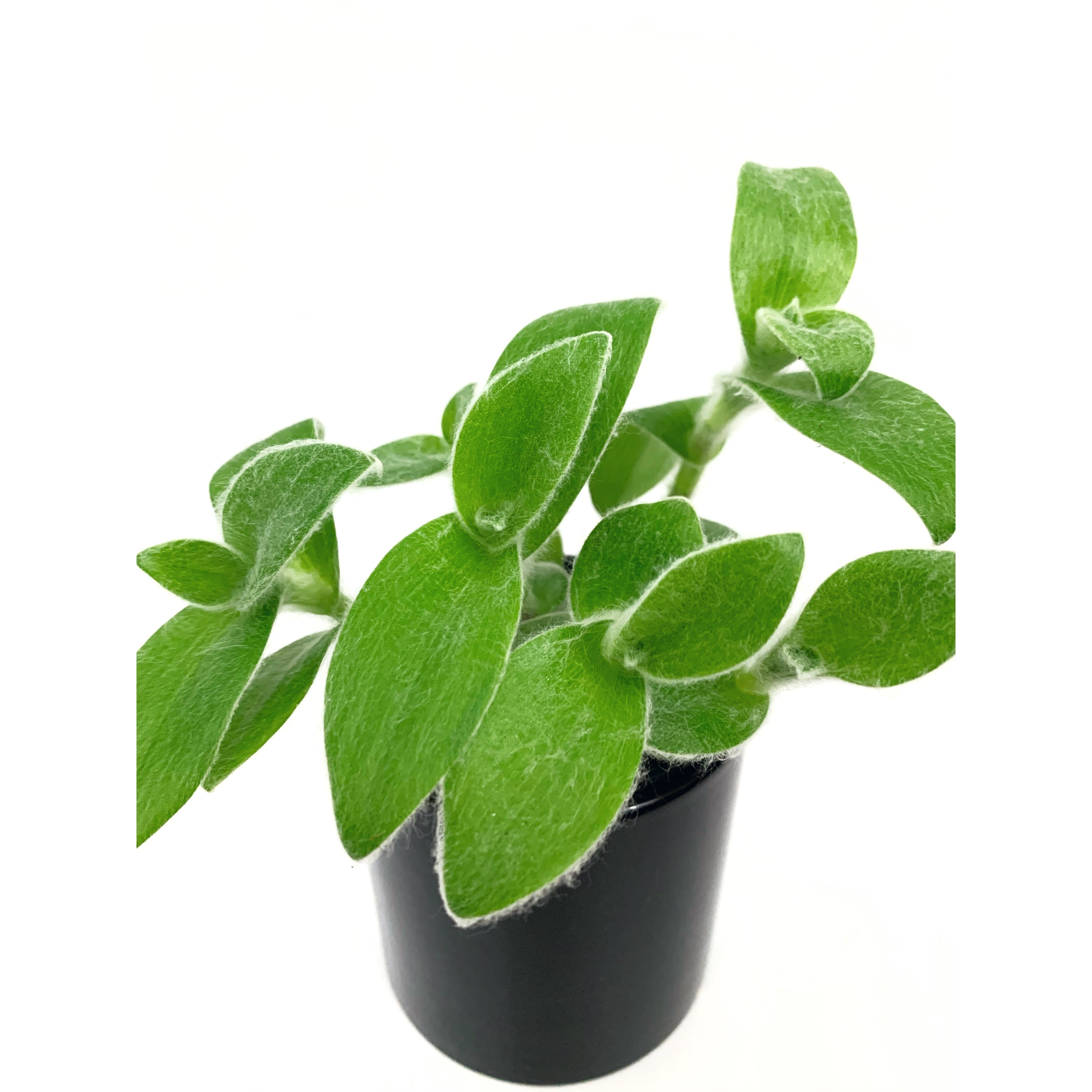 White Velvet - Las Selvas