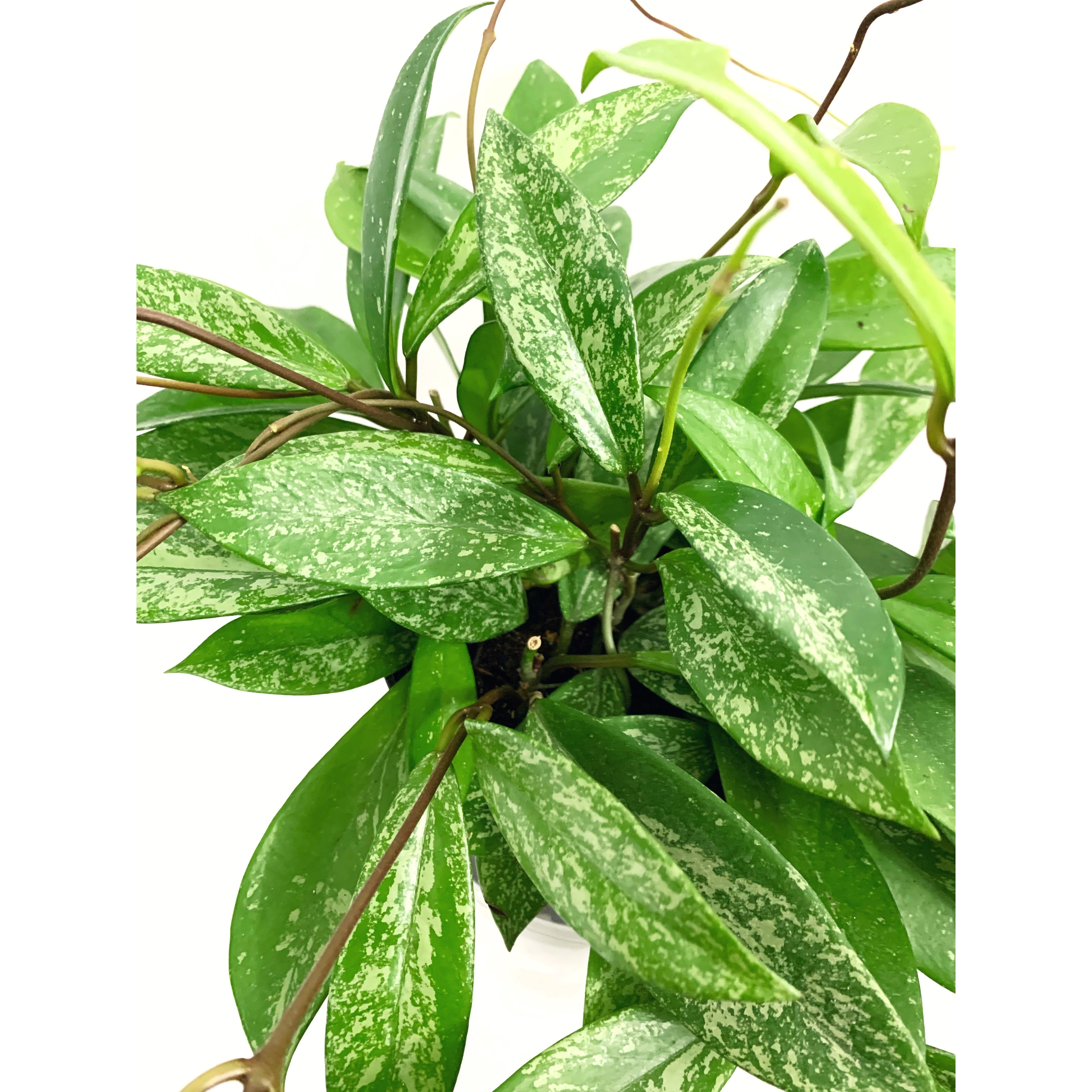 Hoya Publicalyx Splash - Las Selvas