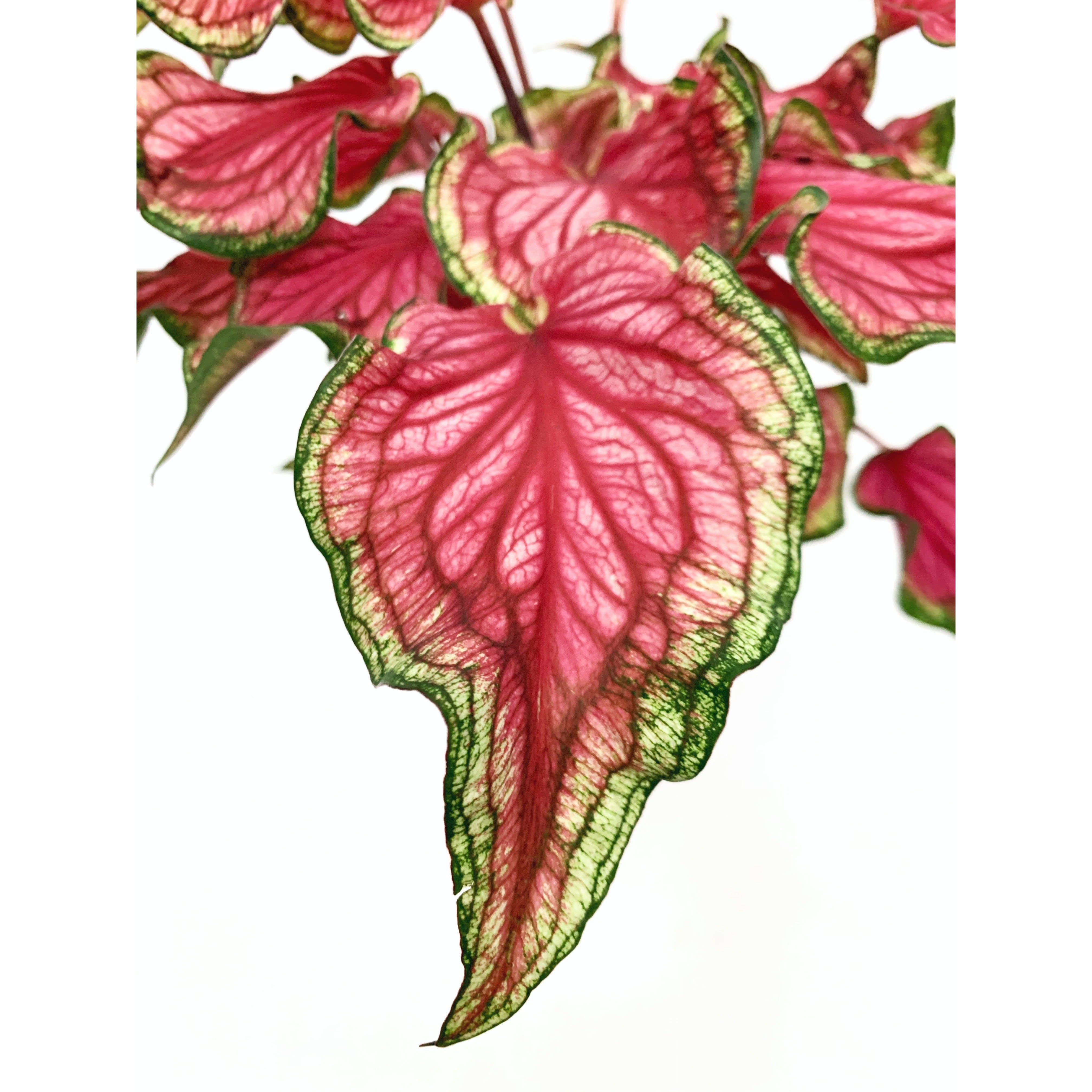 Ruby Sizzle - Las Selvas