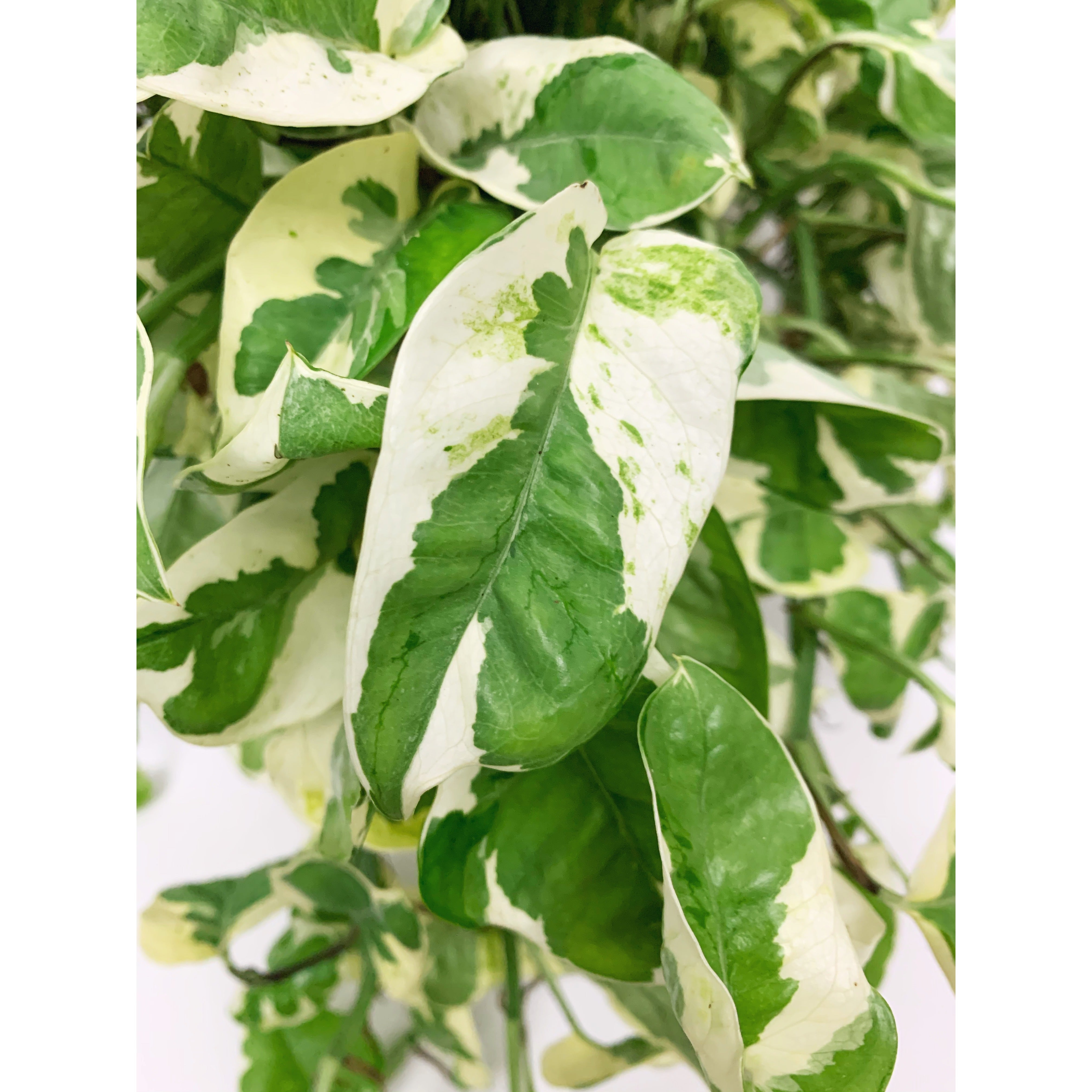 Pothos N'Joy - Las Selvas