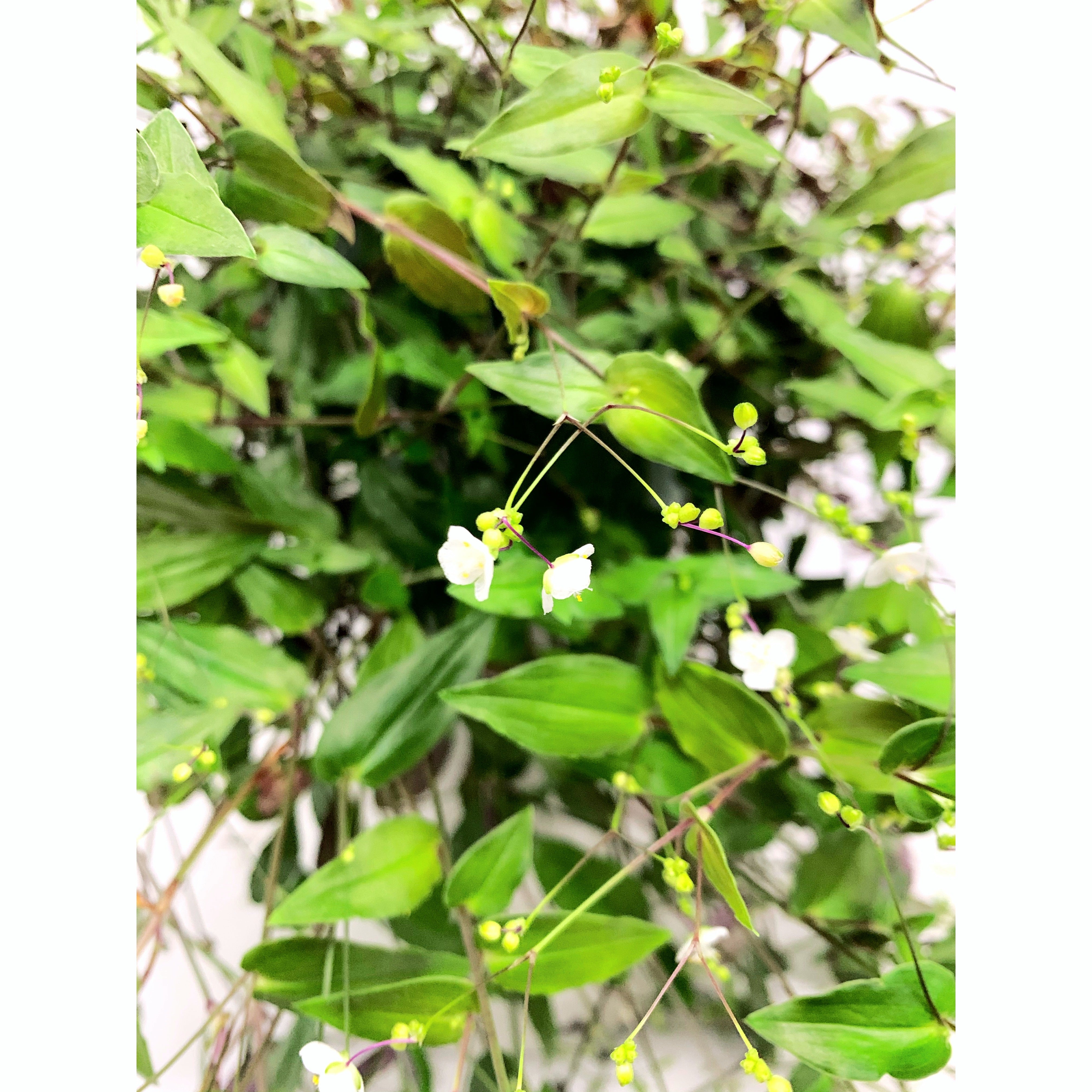 Bridal Veil - Las Selvas