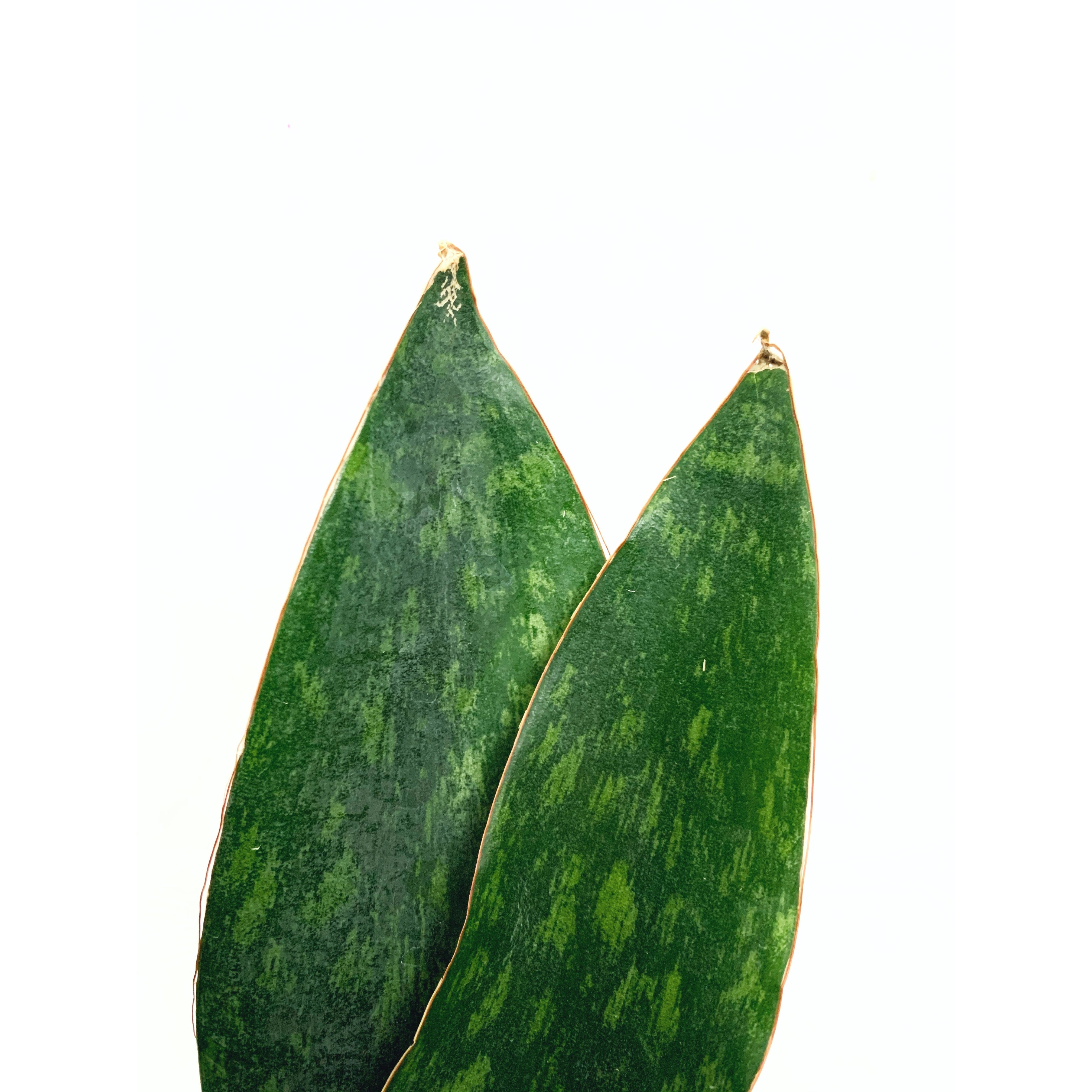 Sansevieria Danish Crown - Las Selvas
