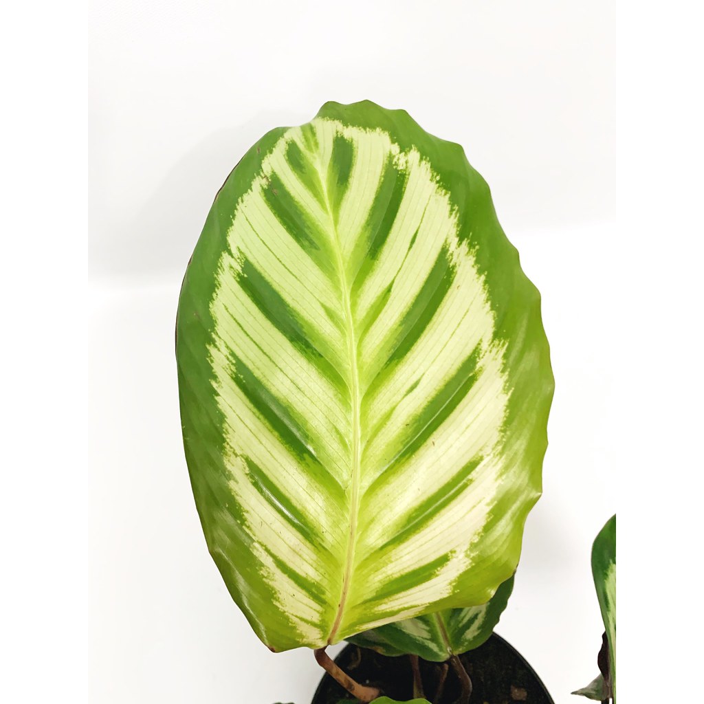 Calathea Cora