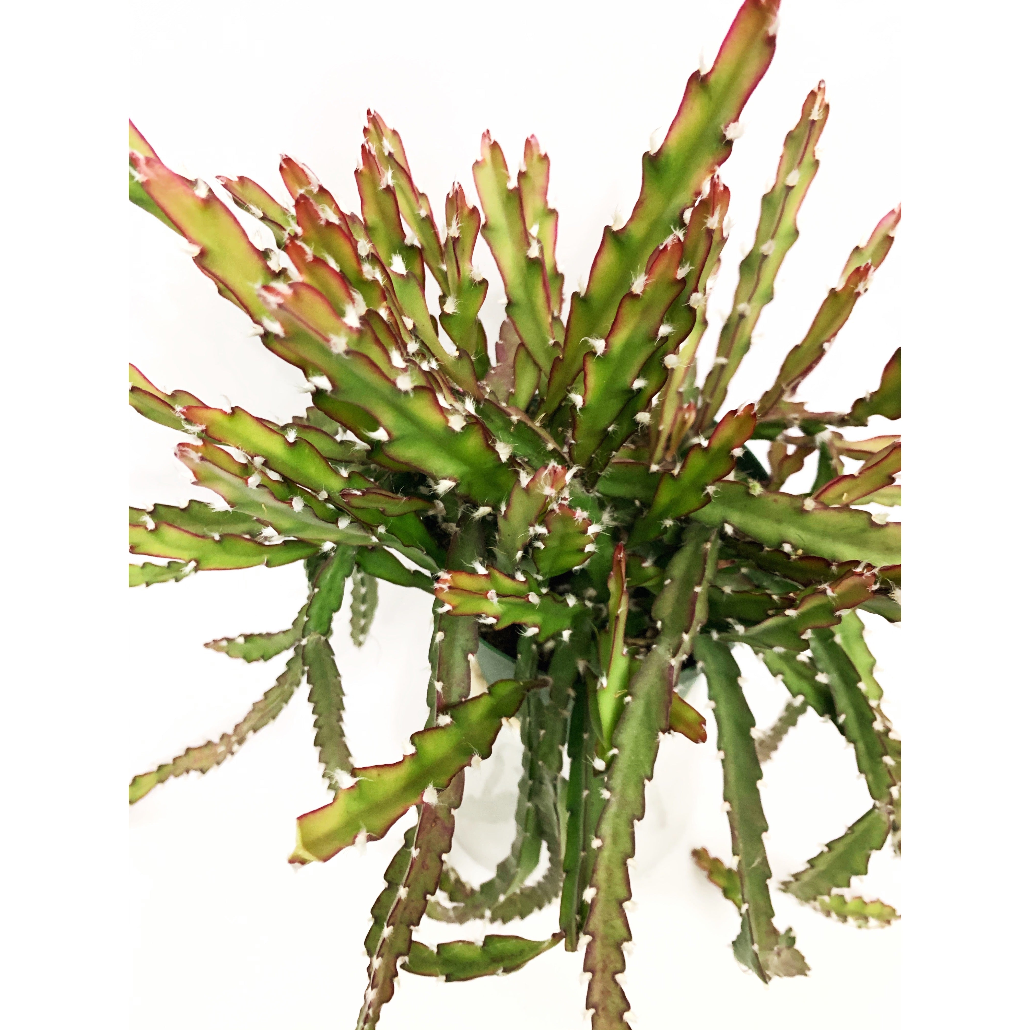 Hurricane Cactus - Las Selvas