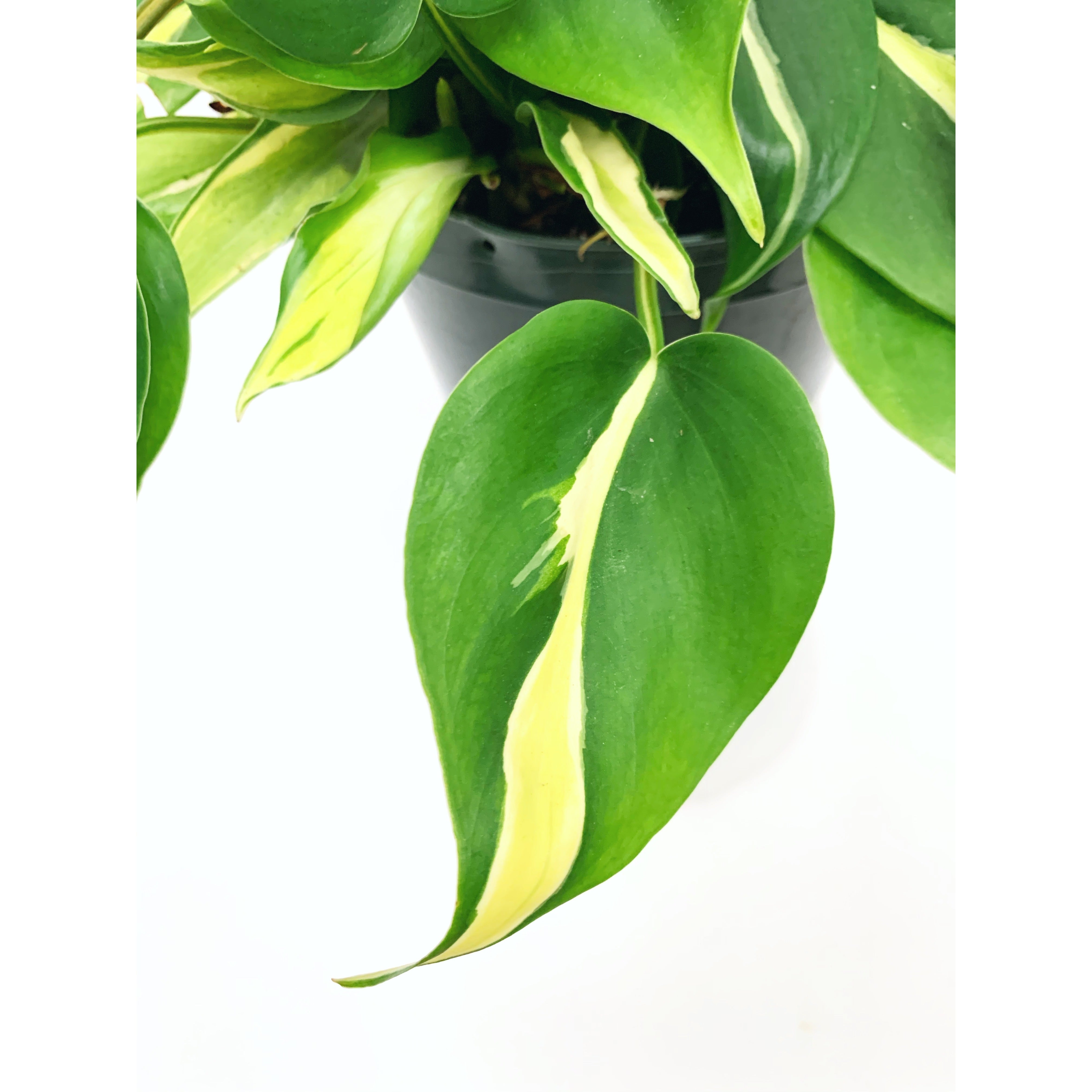 Silver Stripe - Las Selvas