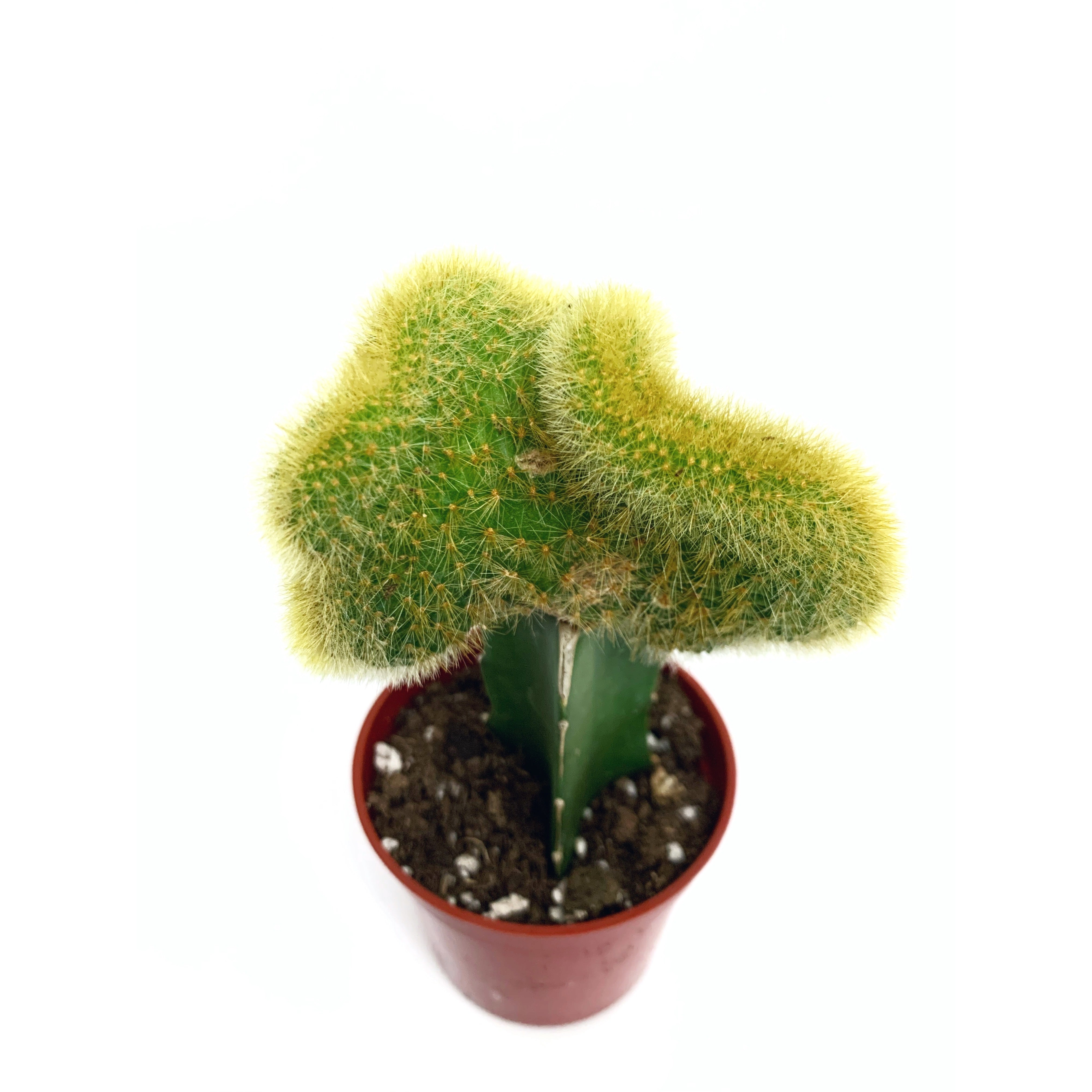 Brain Euphorbia - Las Selvas