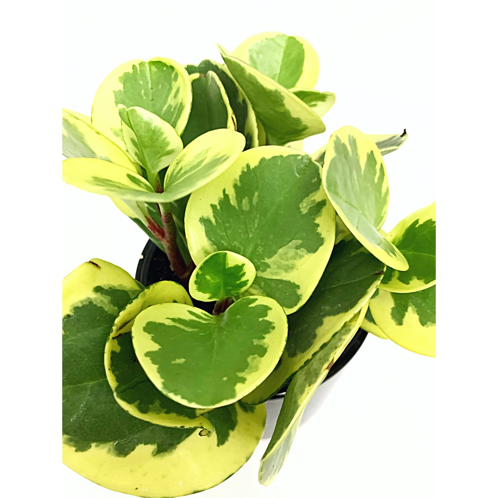 Baby Rubber Matte Var