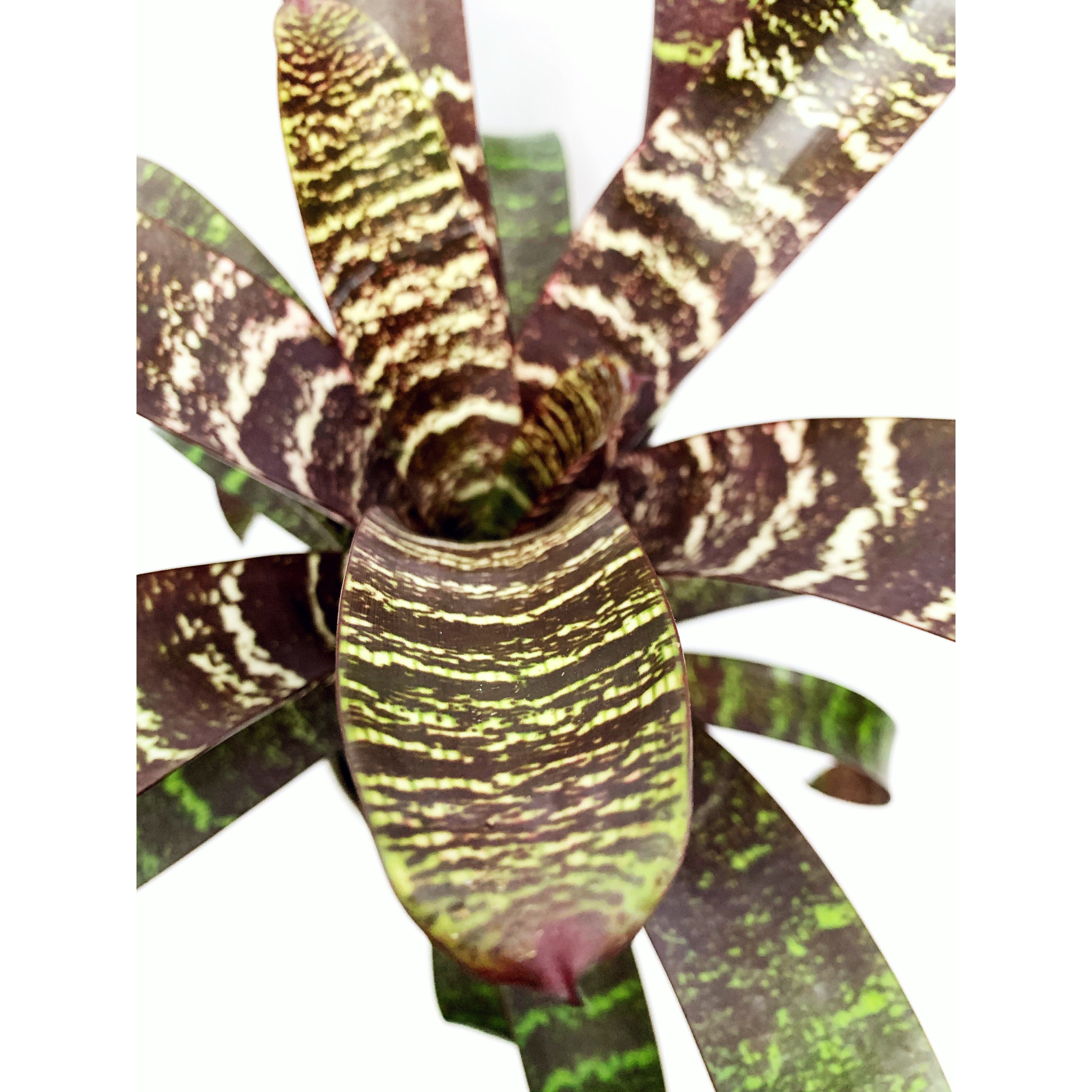 Vriesea Red - Las Selvas