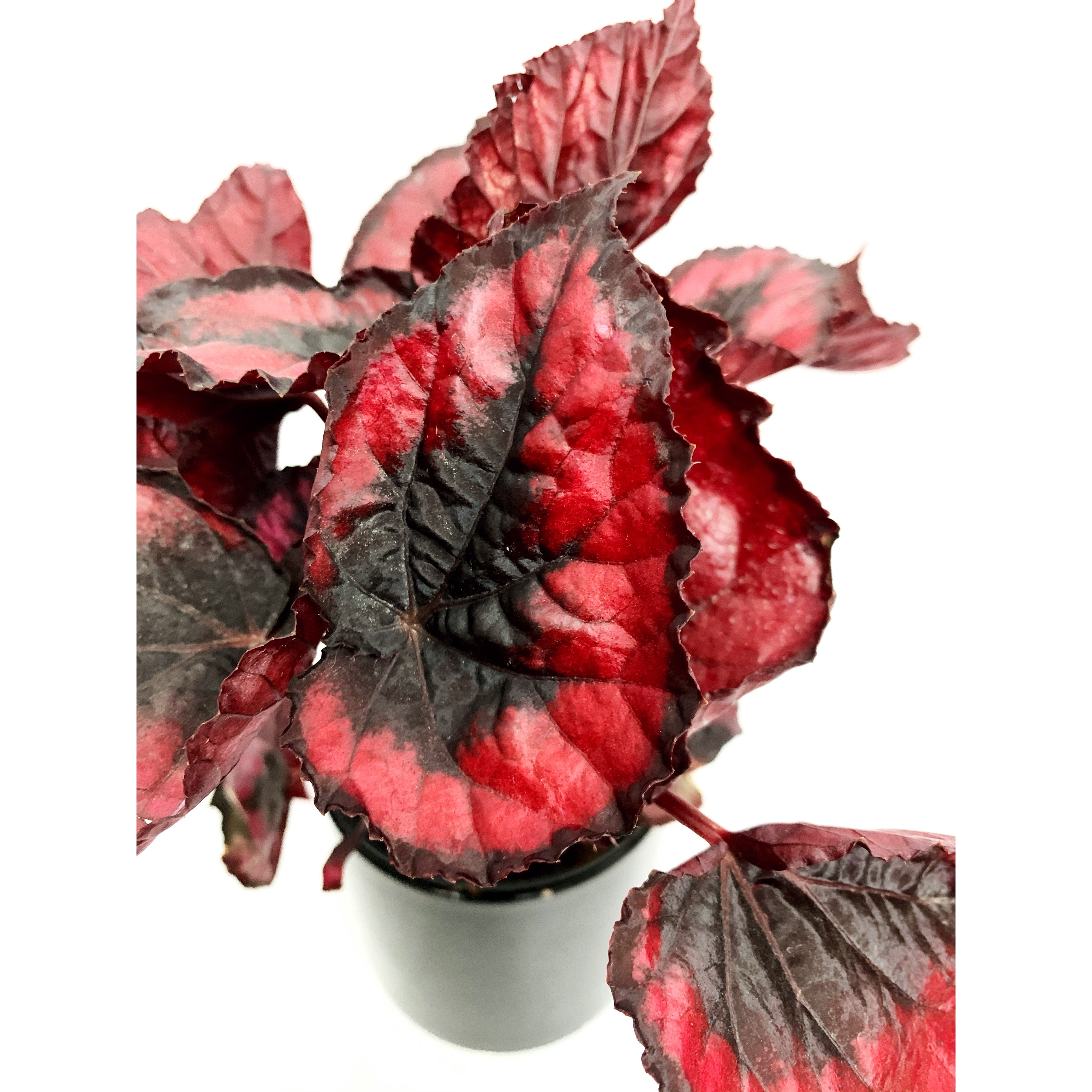 Red Robin - Las Selvas