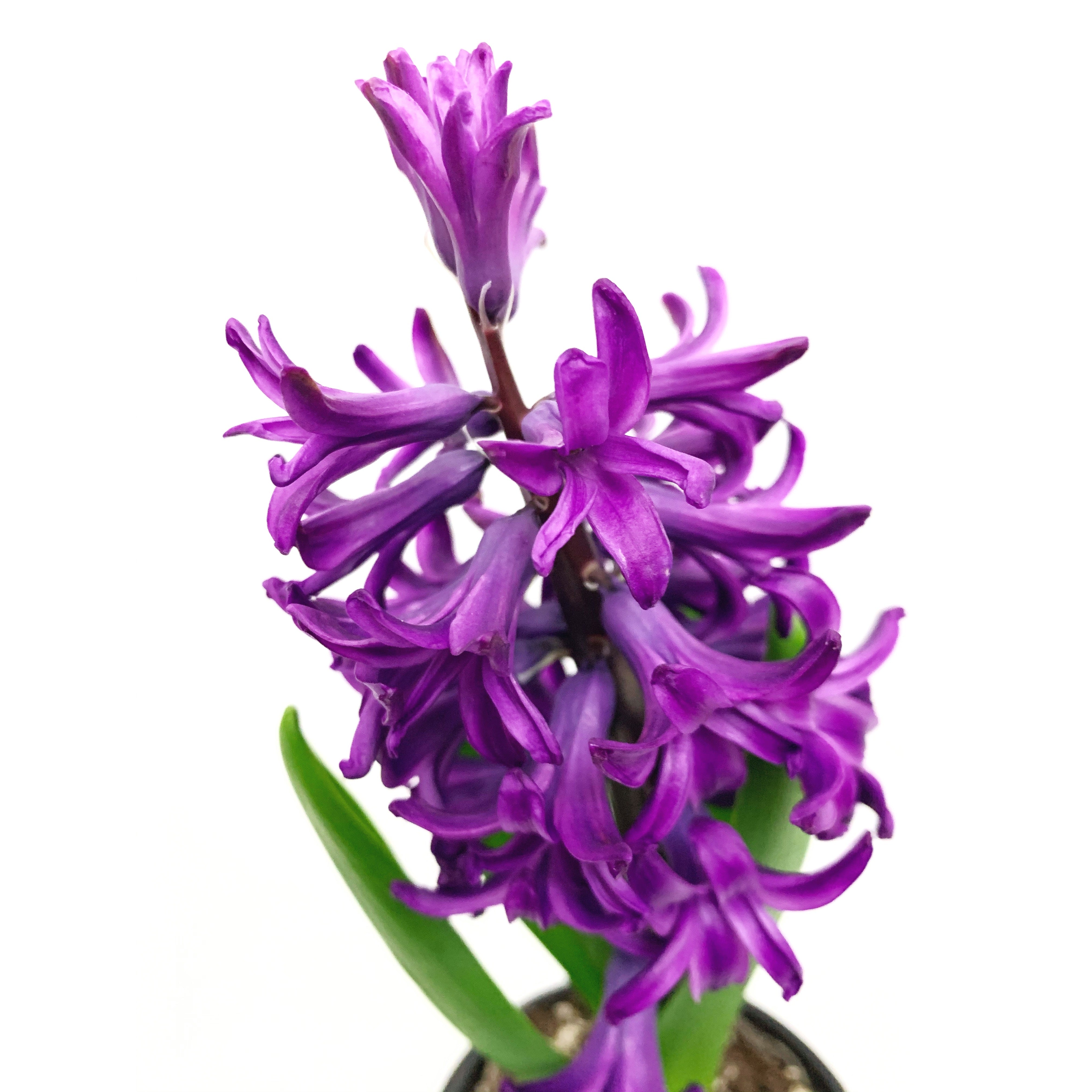 Hyacinth - Las Selvas