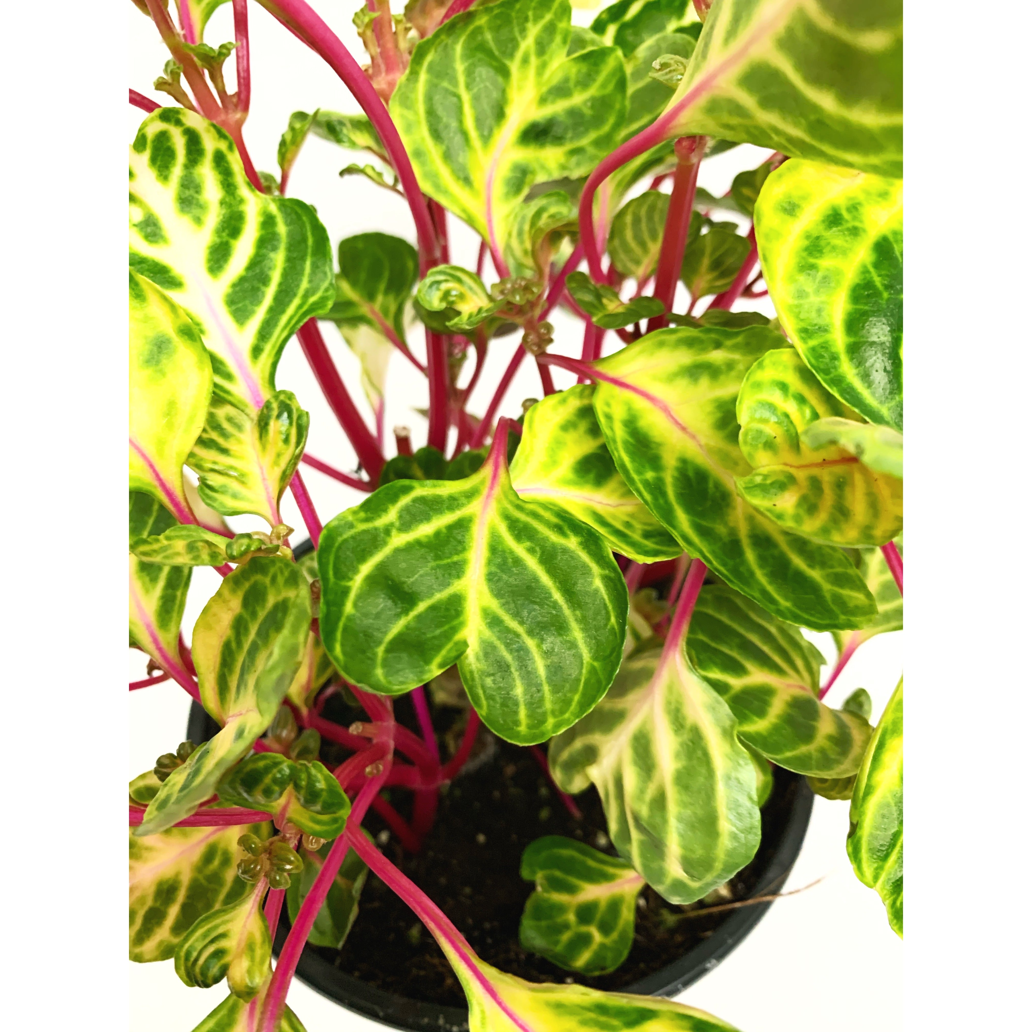 Chicken Gizzard - Las Selvas