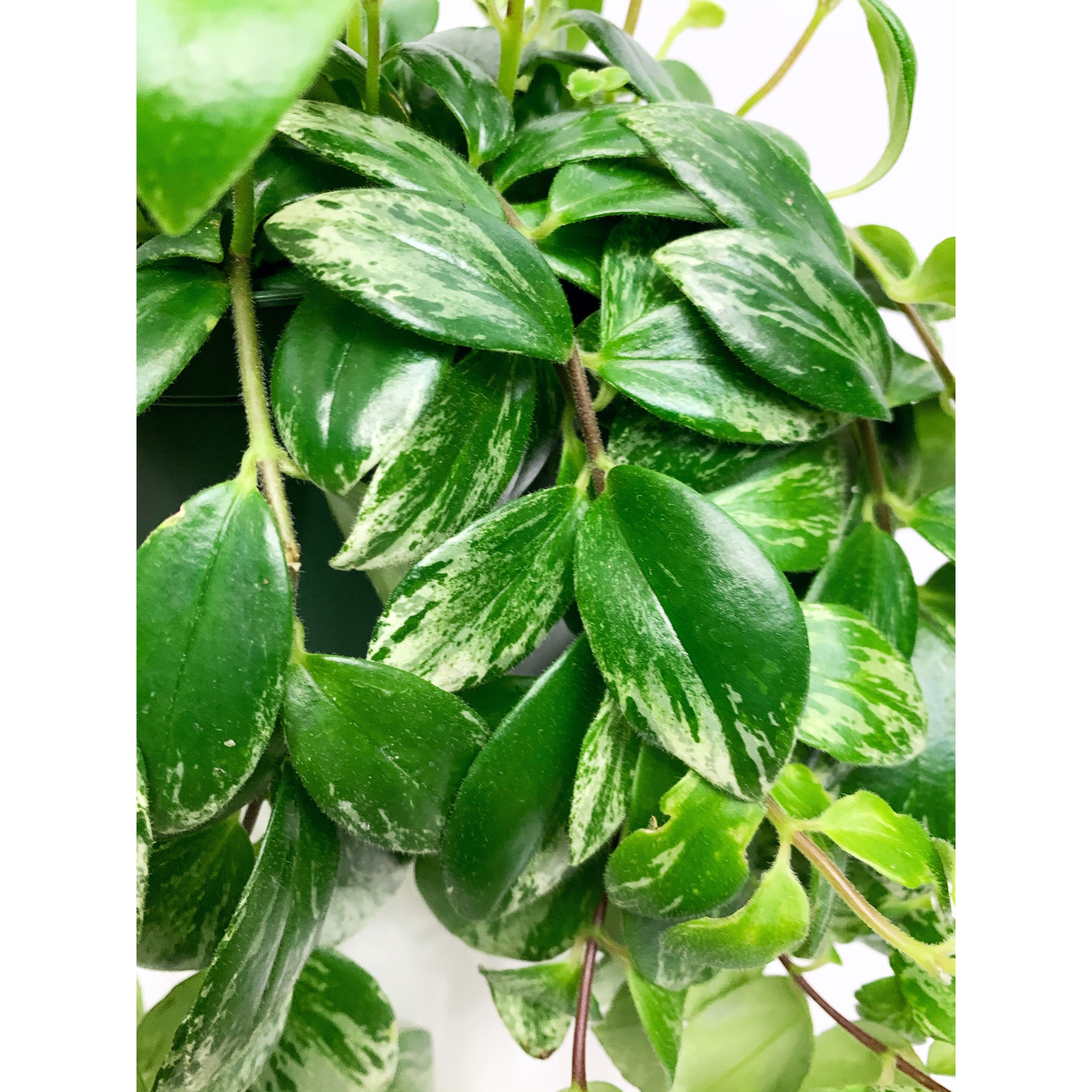 Mona Lisa Variegated - Las Selvas