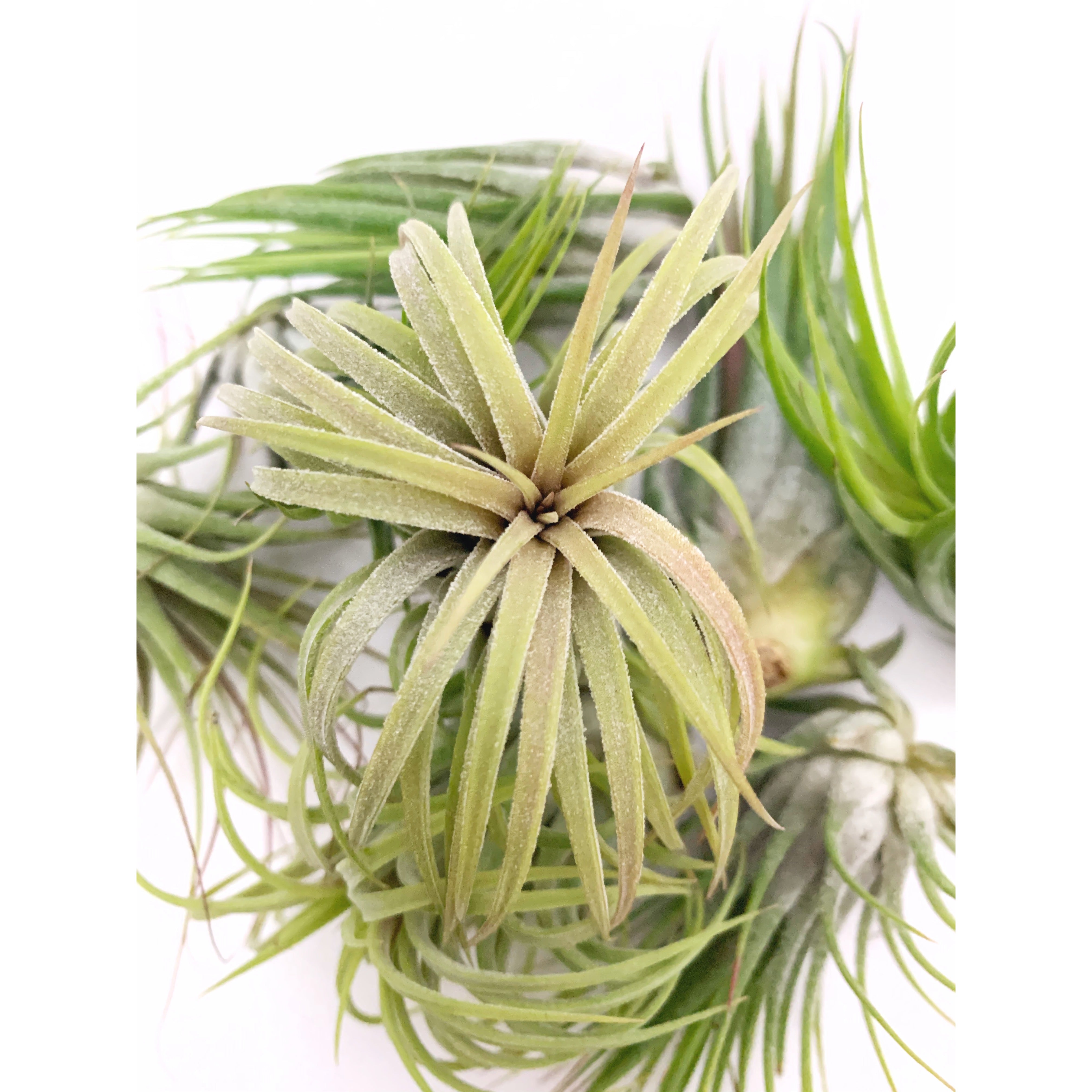 Lonatha - Las Selvas