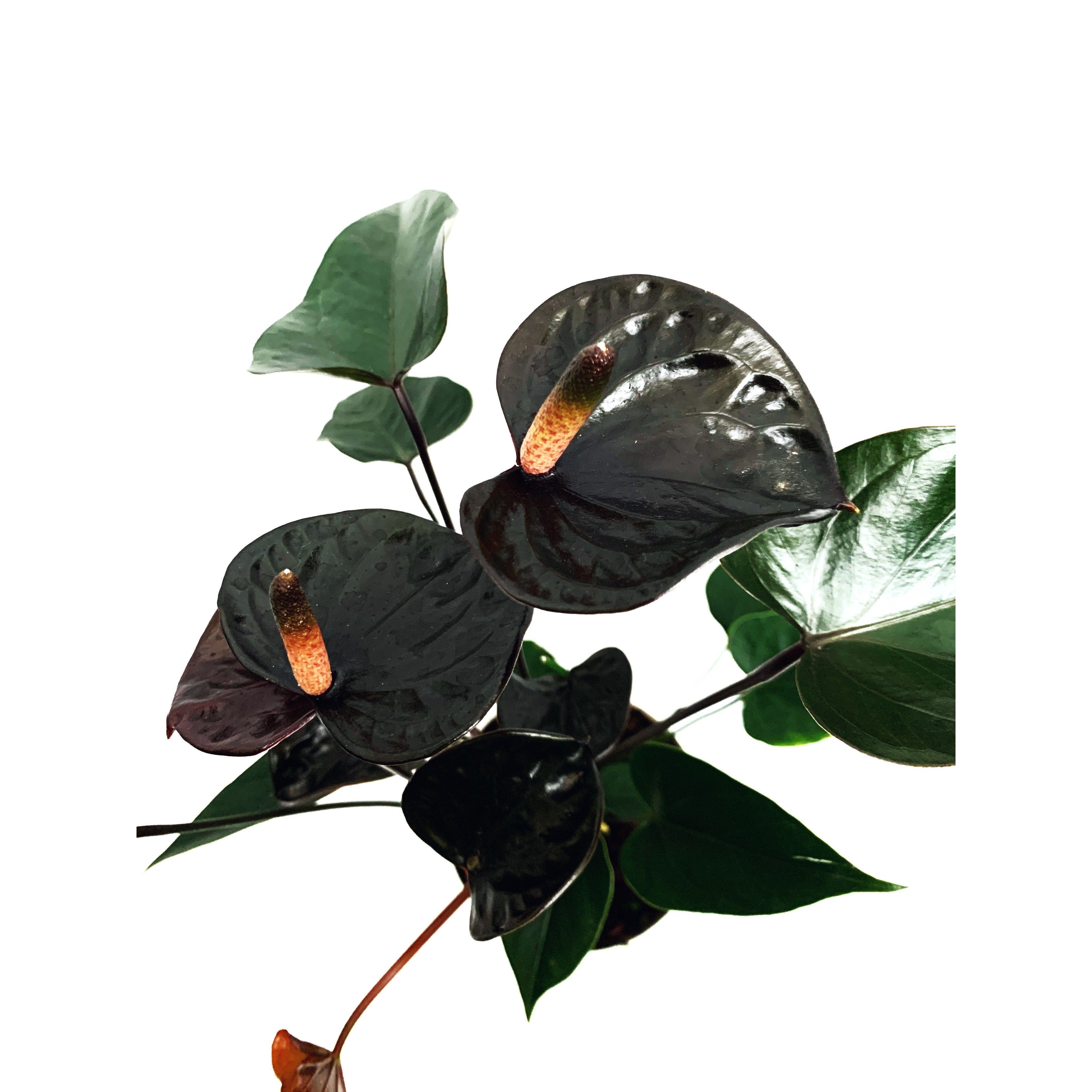 Black Flamingo - Las Selvas