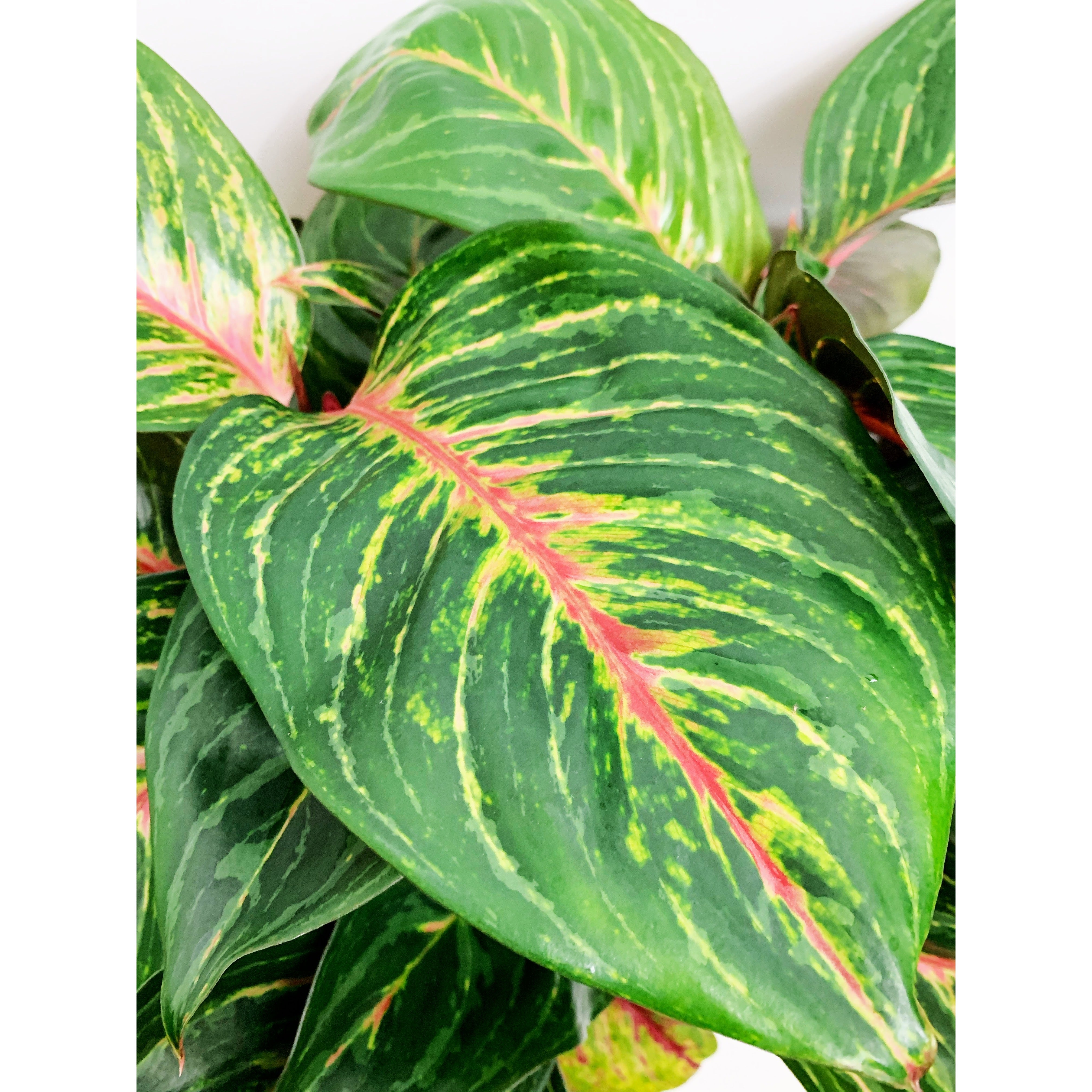 Garnet Coltrane - Las Selvas