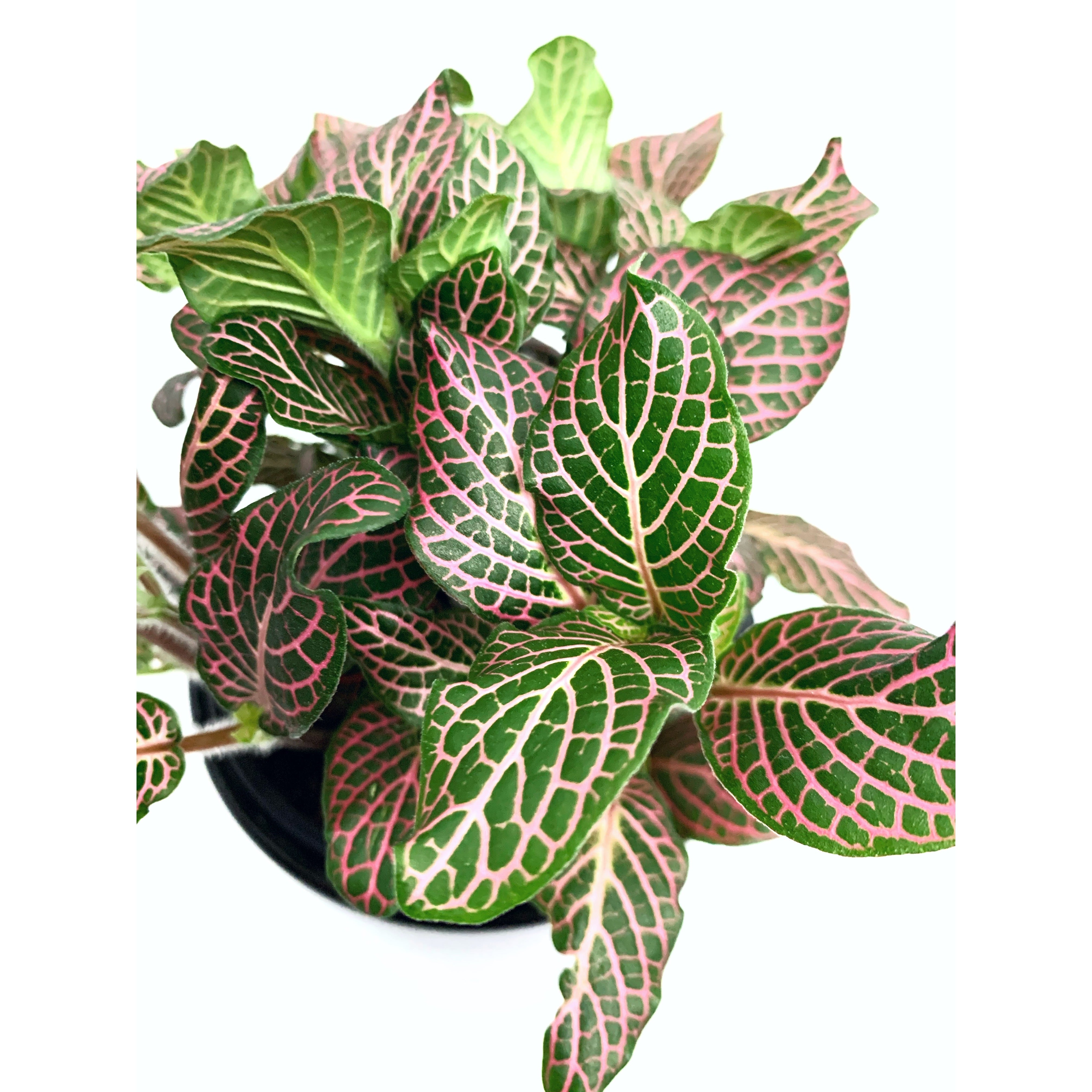 Fittonia Ruby - Las Selvas