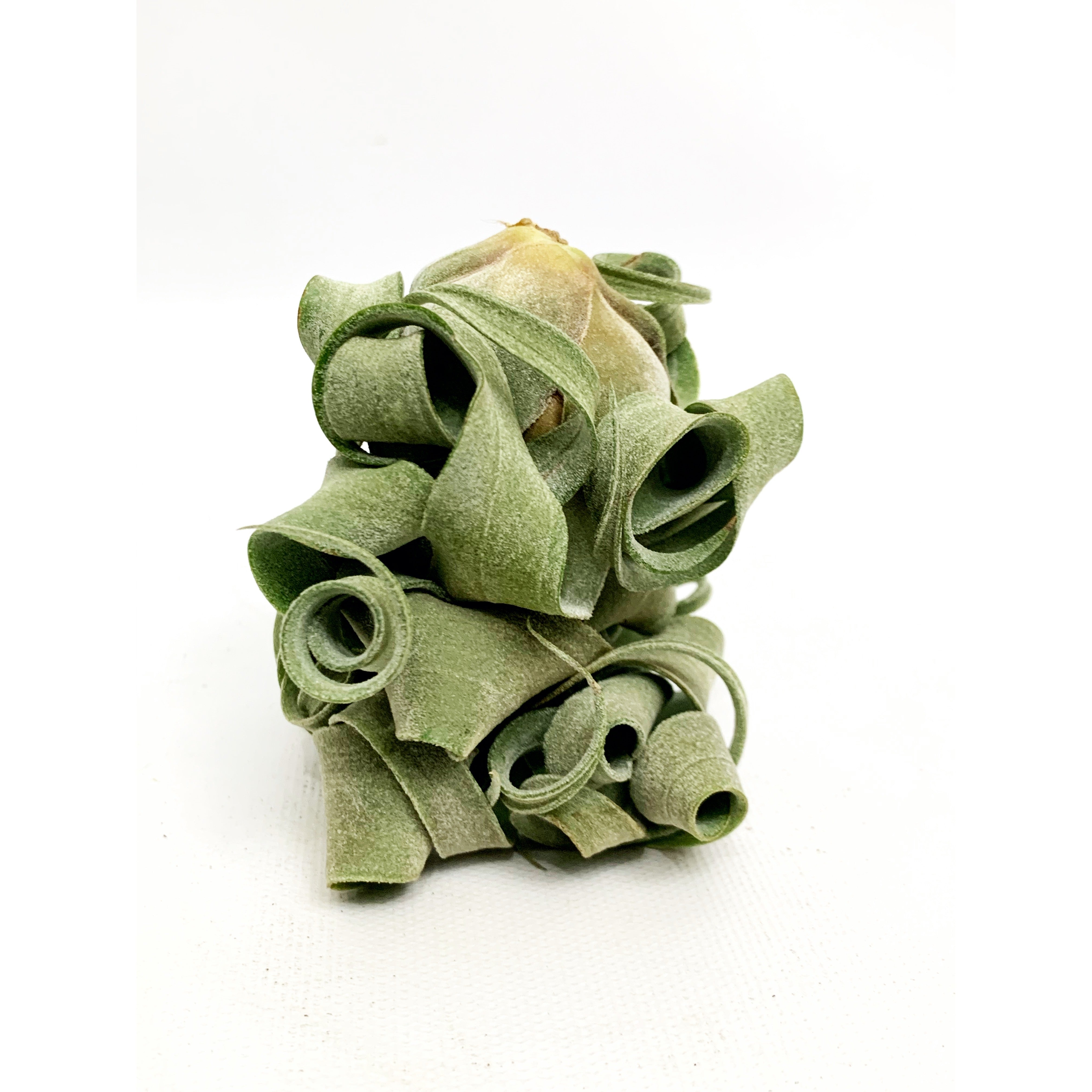 Streptophylla - Las Selvas