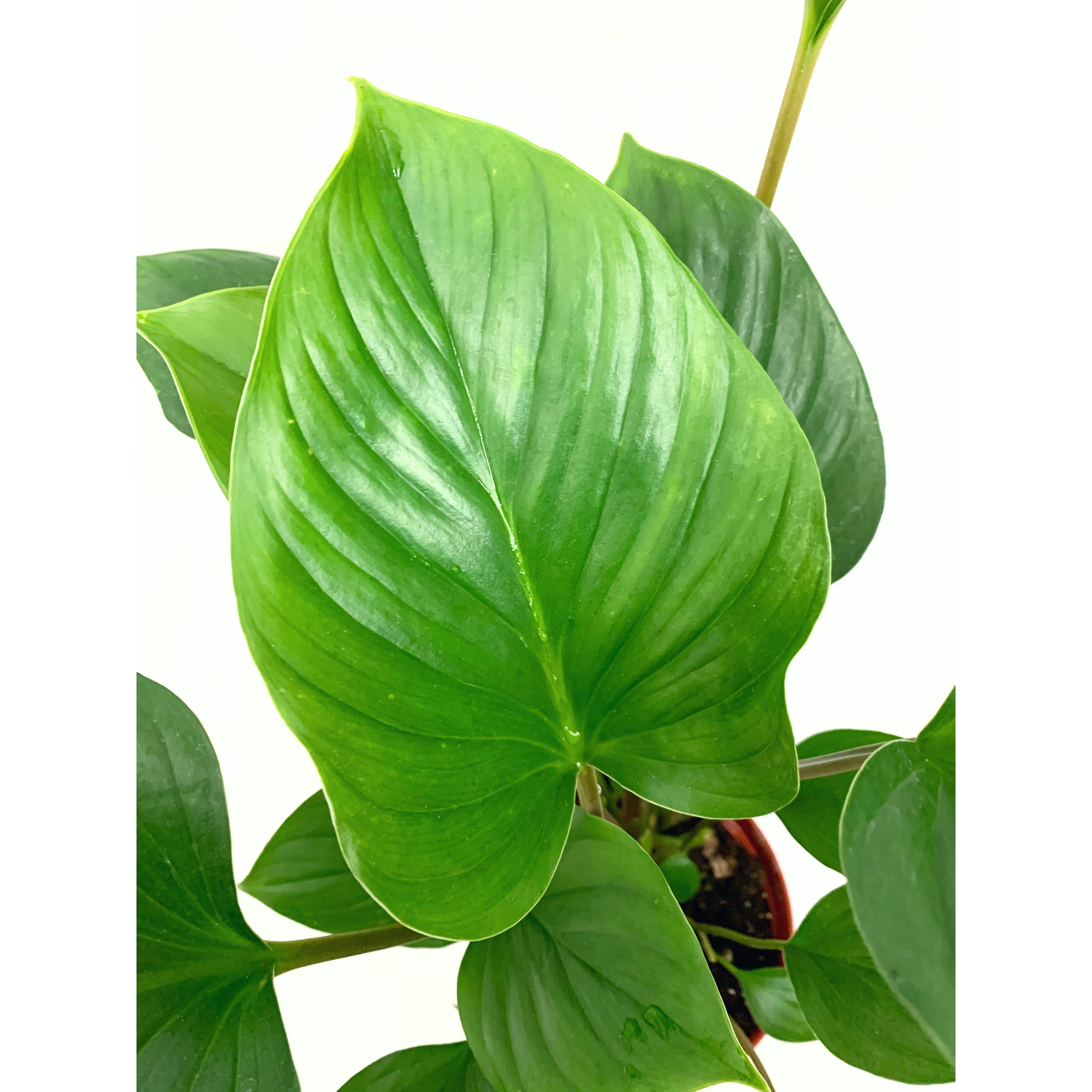 Emerald Gem - Las Selvas