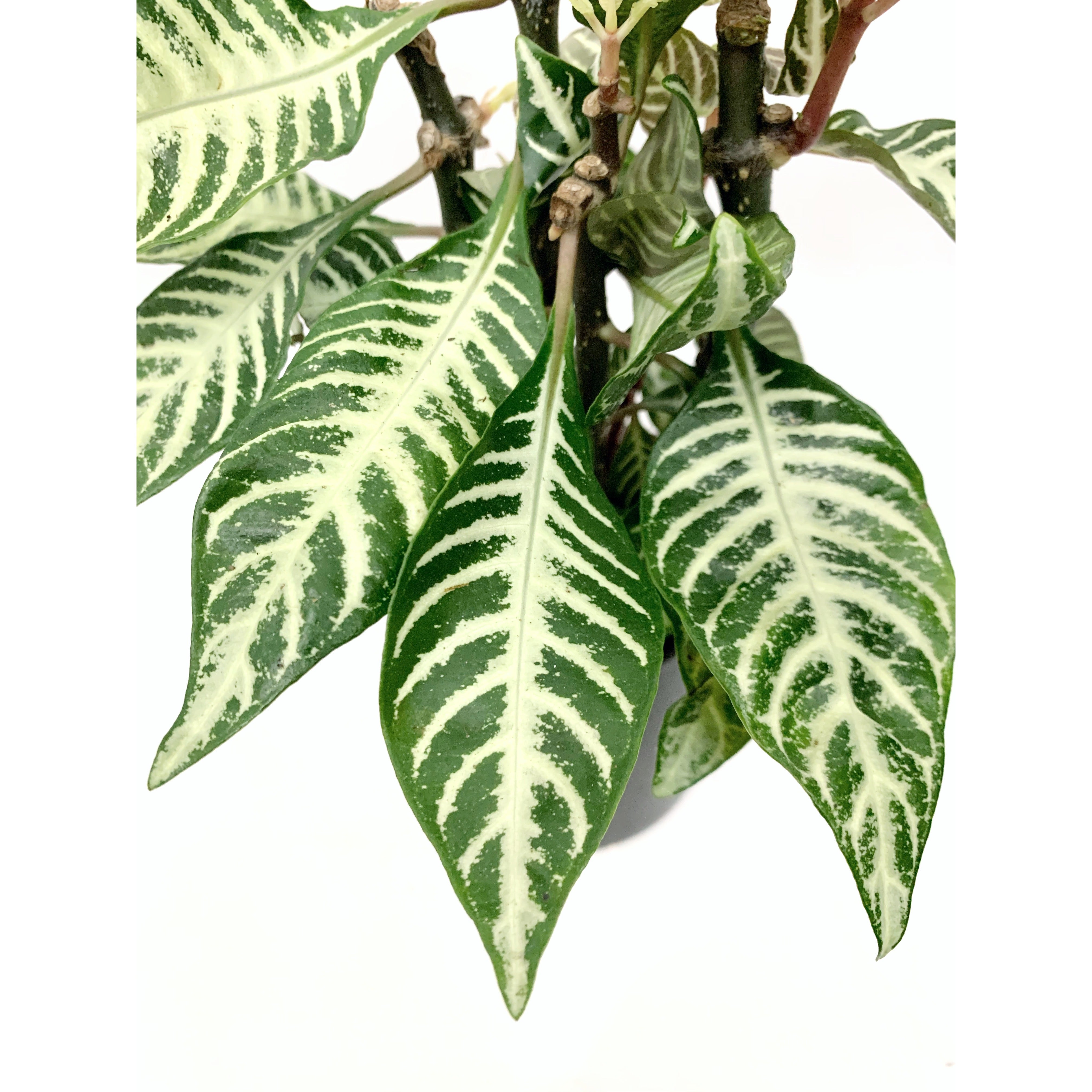 Snow White - Las Selvas