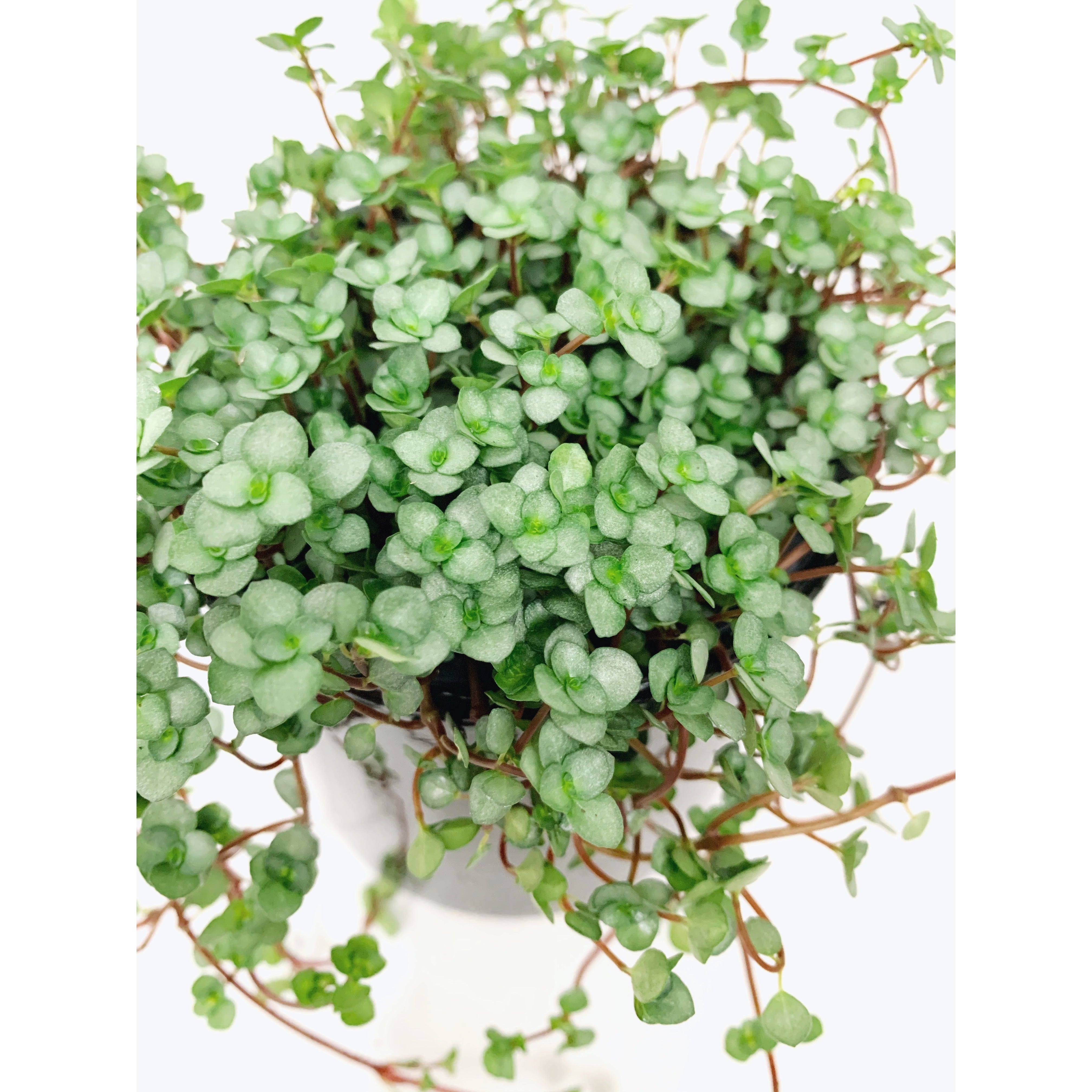 Pilea Aquamarine