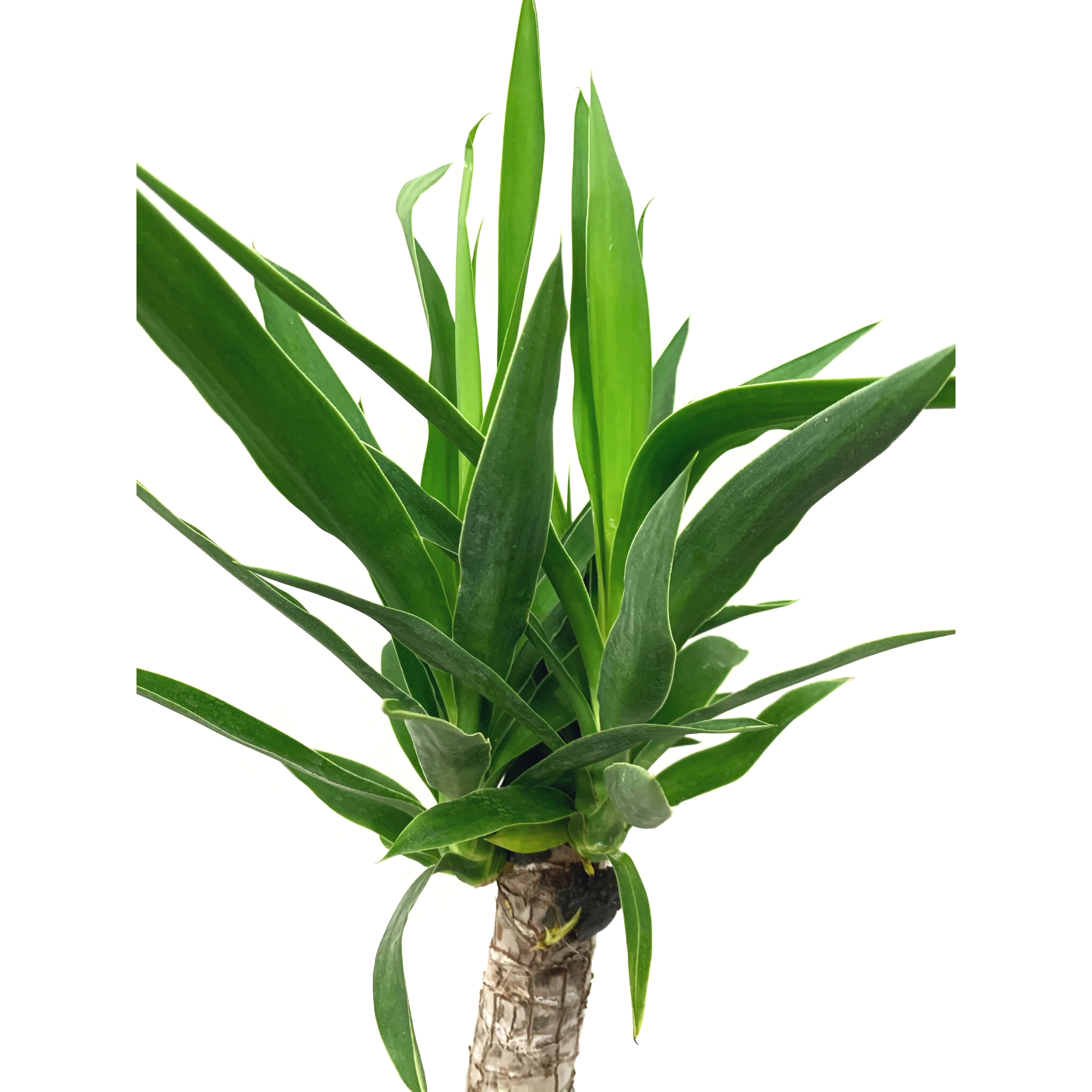 Yucca